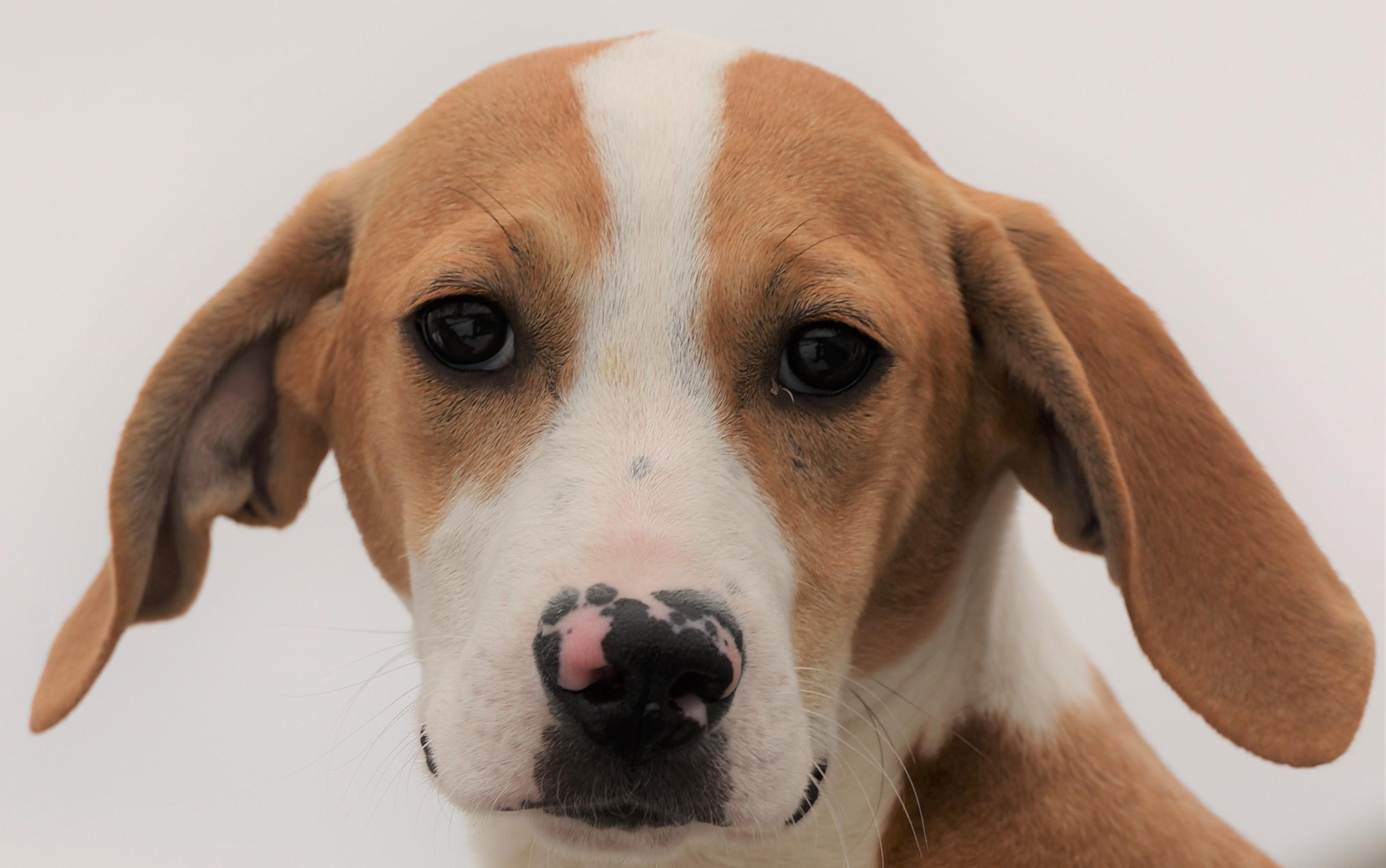 Enlarge Holly-Available @Petsmart 3/1! www.lhar.dog to apply! , an adoptable mixed breed in Frederick, MD image 4/6