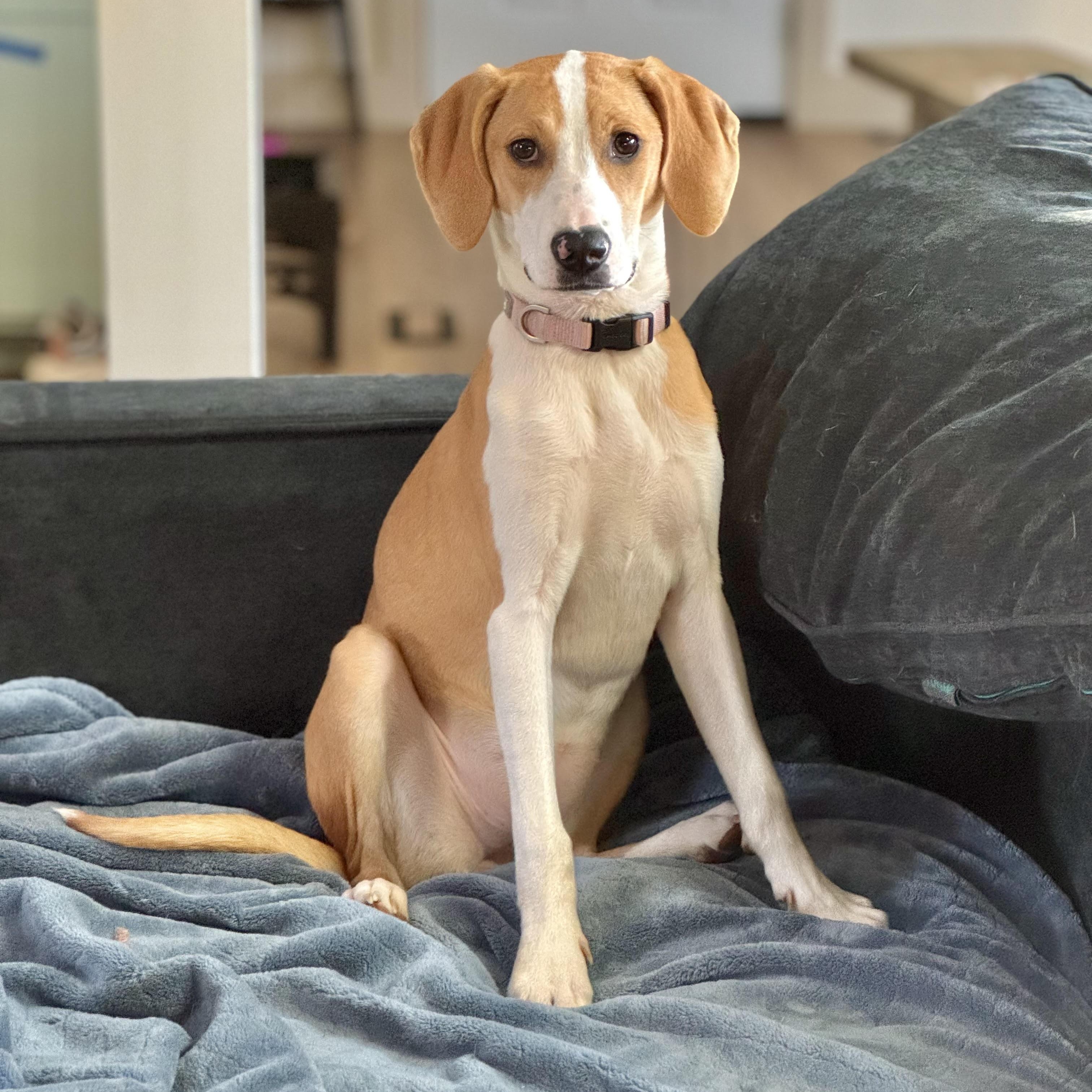 Enlarge Holly-Available! www.lhar.dog to apply! , an adoptable mixed breed in Frederick, MD image 1/6