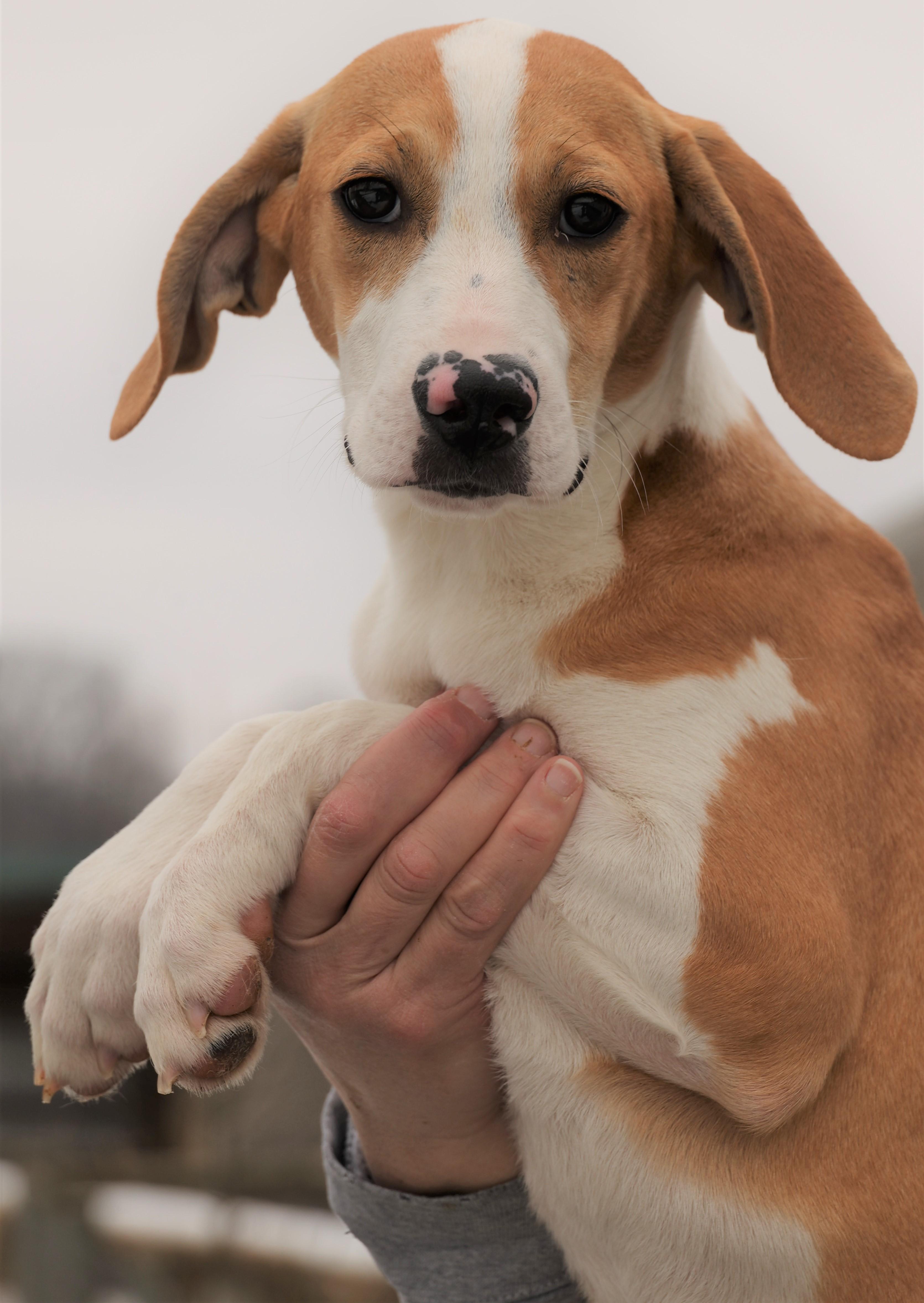 Enlarge Holly-Available @Petsmart 3/1! www.lhar.dog to apply! , an adoptable mixed breed in Frederick, MD image 5/6