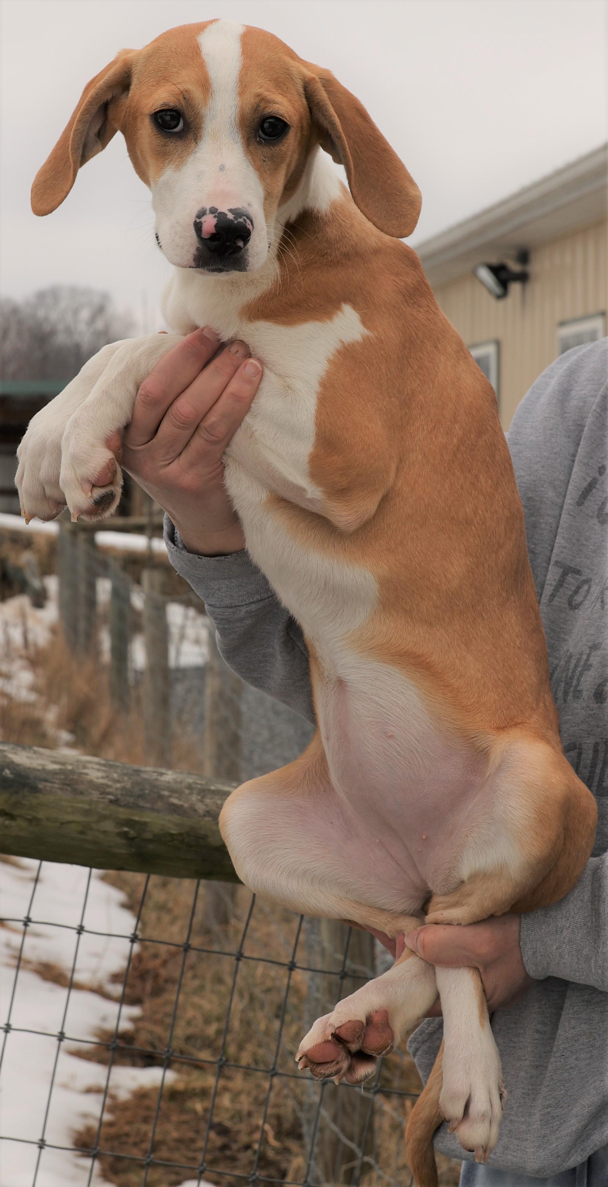 Enlarge Holly-Available @Petsmart 3/1! www.lhar.dog to apply! , an adoptable mixed breed in Frederick, MD image 6/6