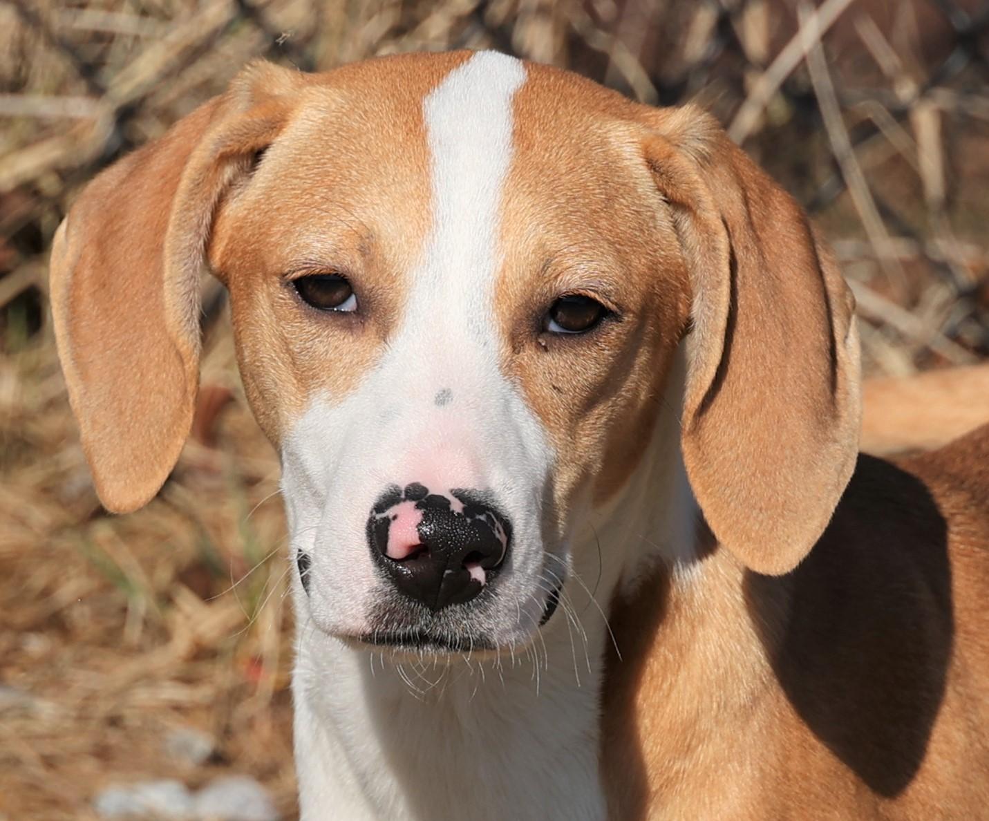 Enlarge Holly-Available @Petsmart 3/1! www.lhar.dog to apply! , an adoptable mixed breed in Frederick, MD image 1/6