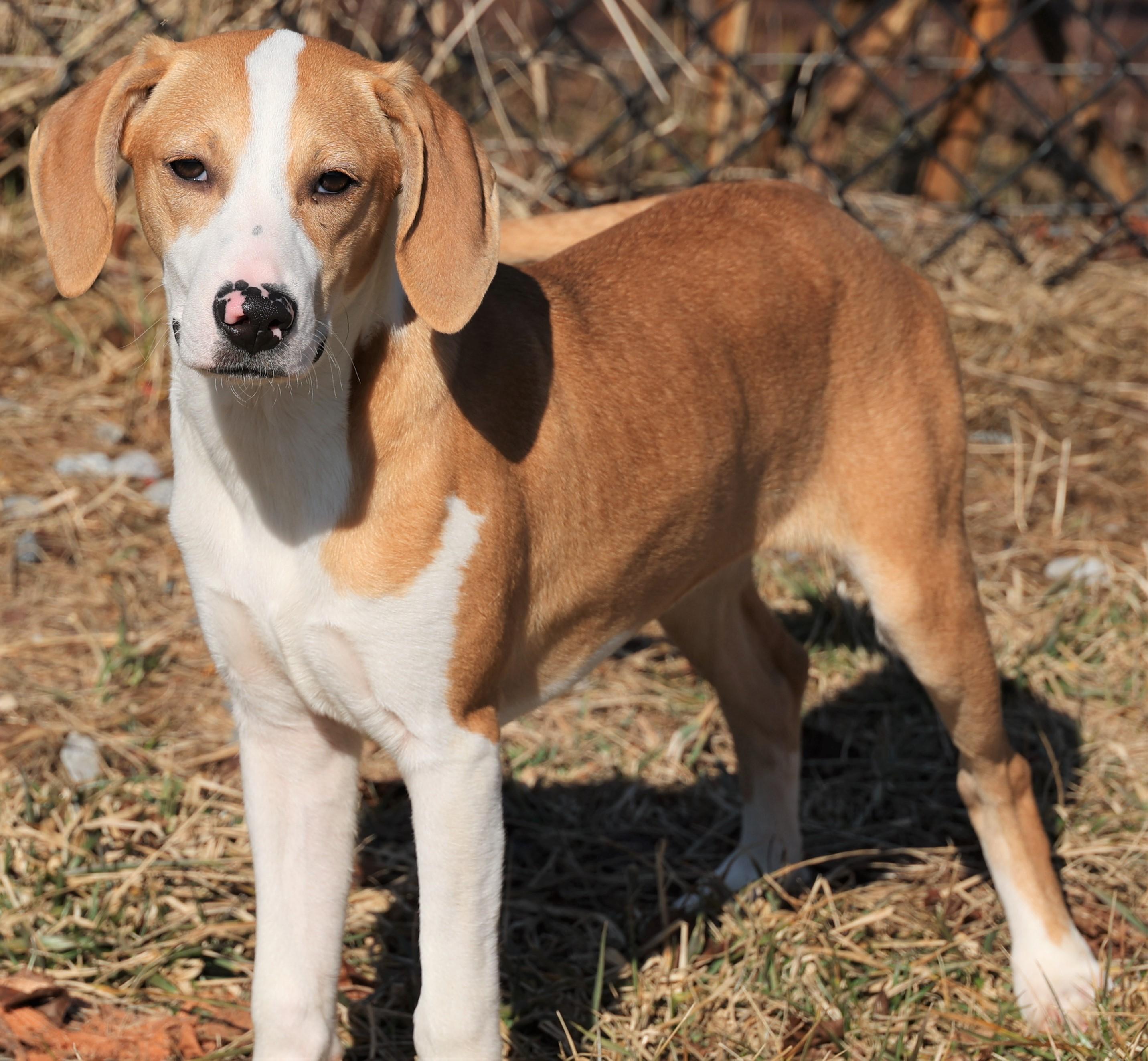Enlarge Holly-Available @Petsmart 3/1! www.lhar.dog to apply! , an adoptable mixed breed in Frederick, MD image 2/6