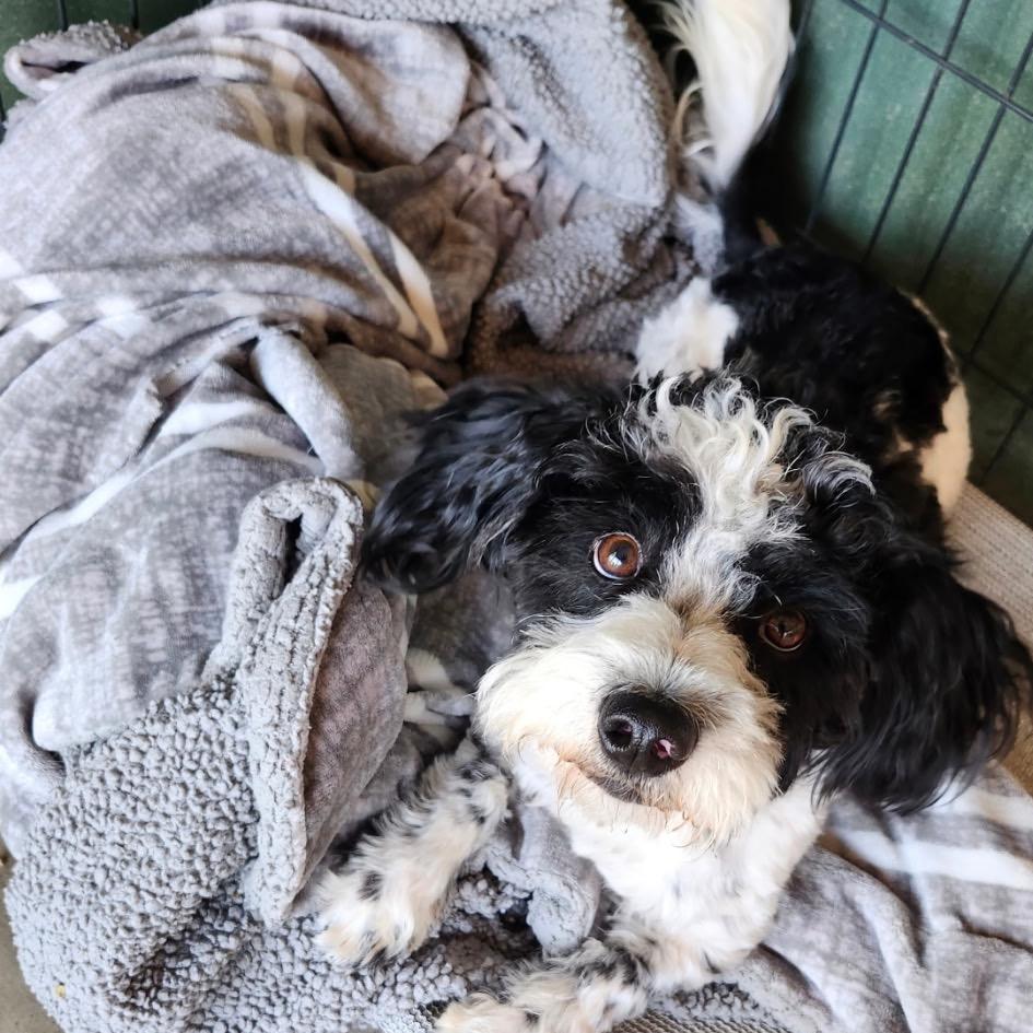 Snoopy/Oreo A1884541, Adoptable, Adult Male Havanese & Shih Tzu.