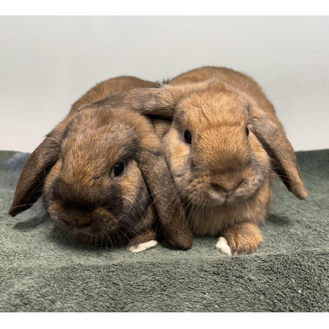Violet & Forrest, a Adoptable Holland Lop in Edgewood, MD image 3/6