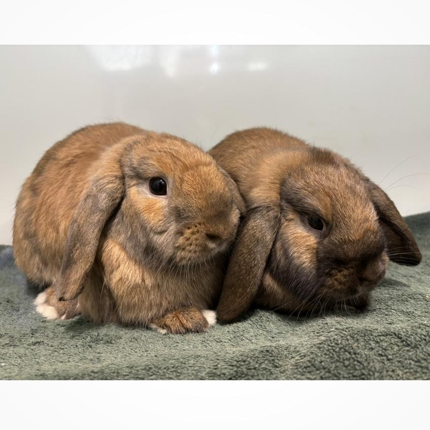 Violet & Forrest, a Adoptable Holland Lop in Edgewood, MD image 4/6