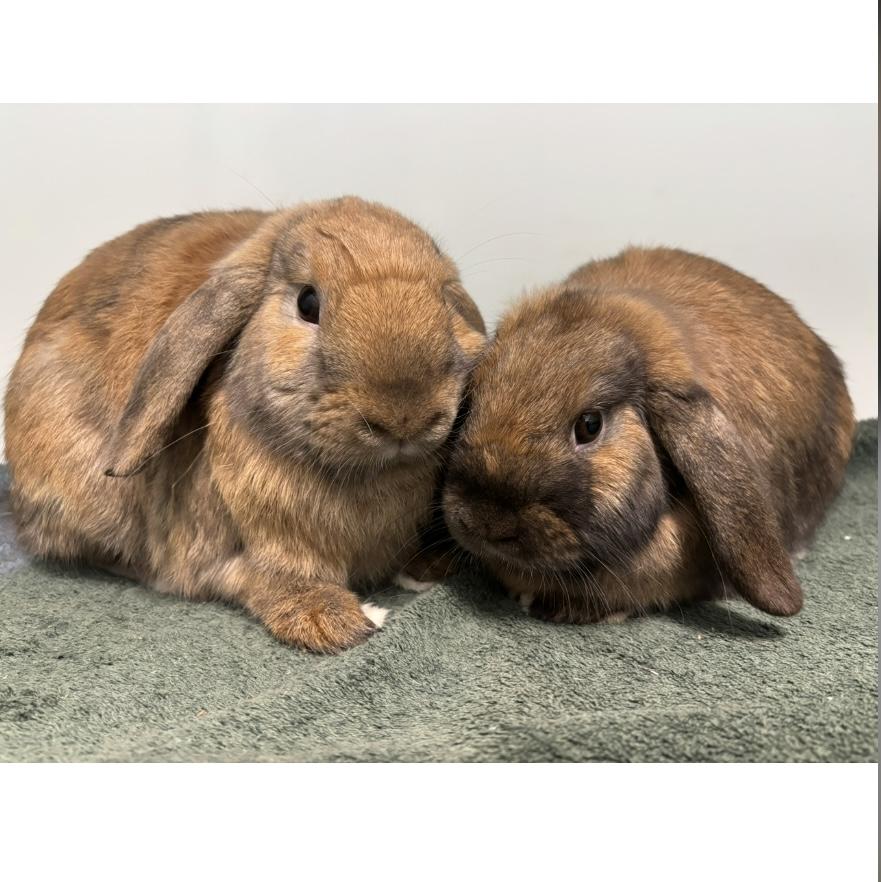 Violet & Forrest, a Adoptable Holland Lop in Edgewood, MD image 5/6