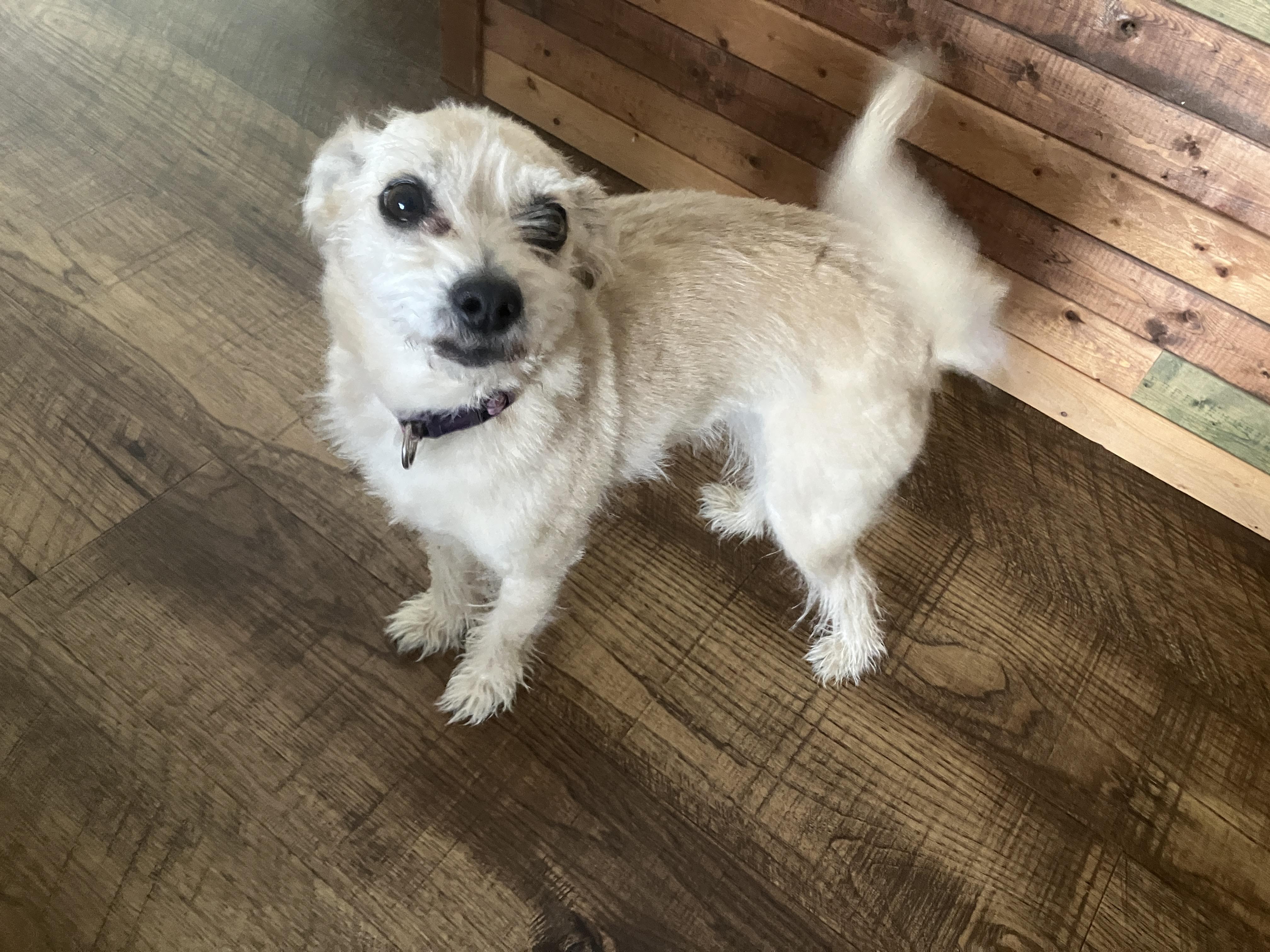 Mitzy, adopted, Adult Female Terrier.