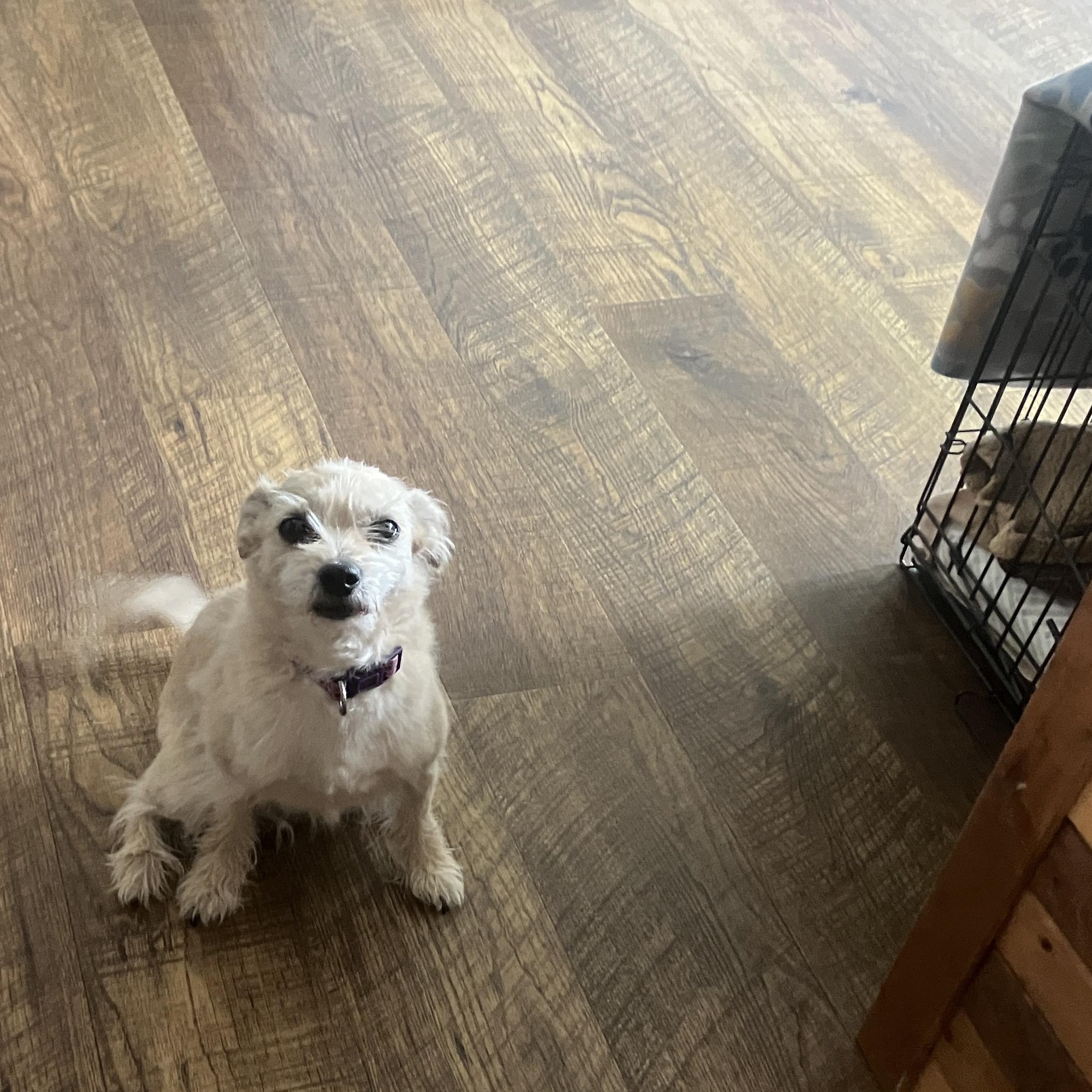 Enlarge Mitzy, an adopted Terrier in St. Anthony, ID image 3/3