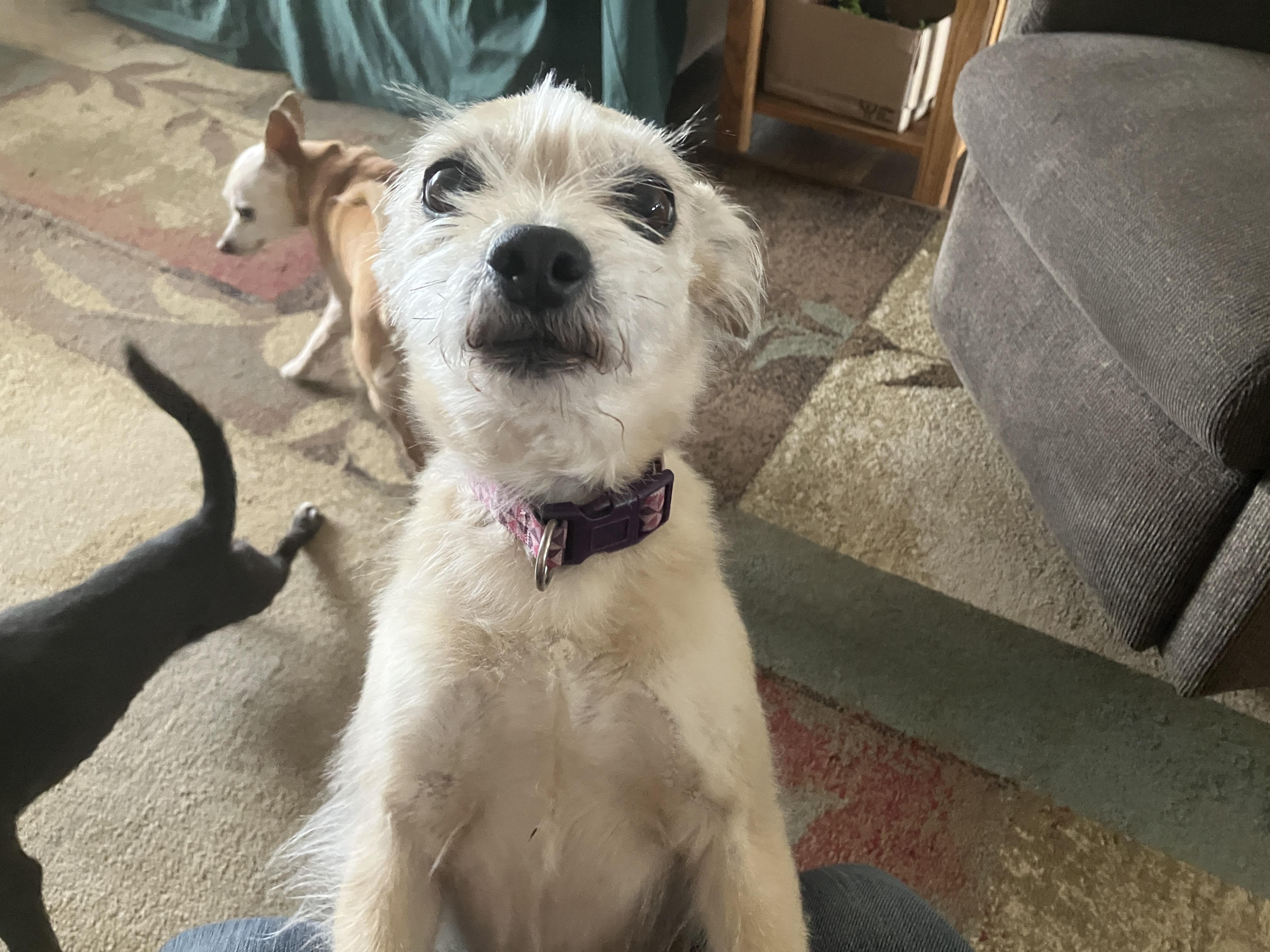 Enlarge Mitzy, an adopted Terrier in St. Anthony, ID image 2/3