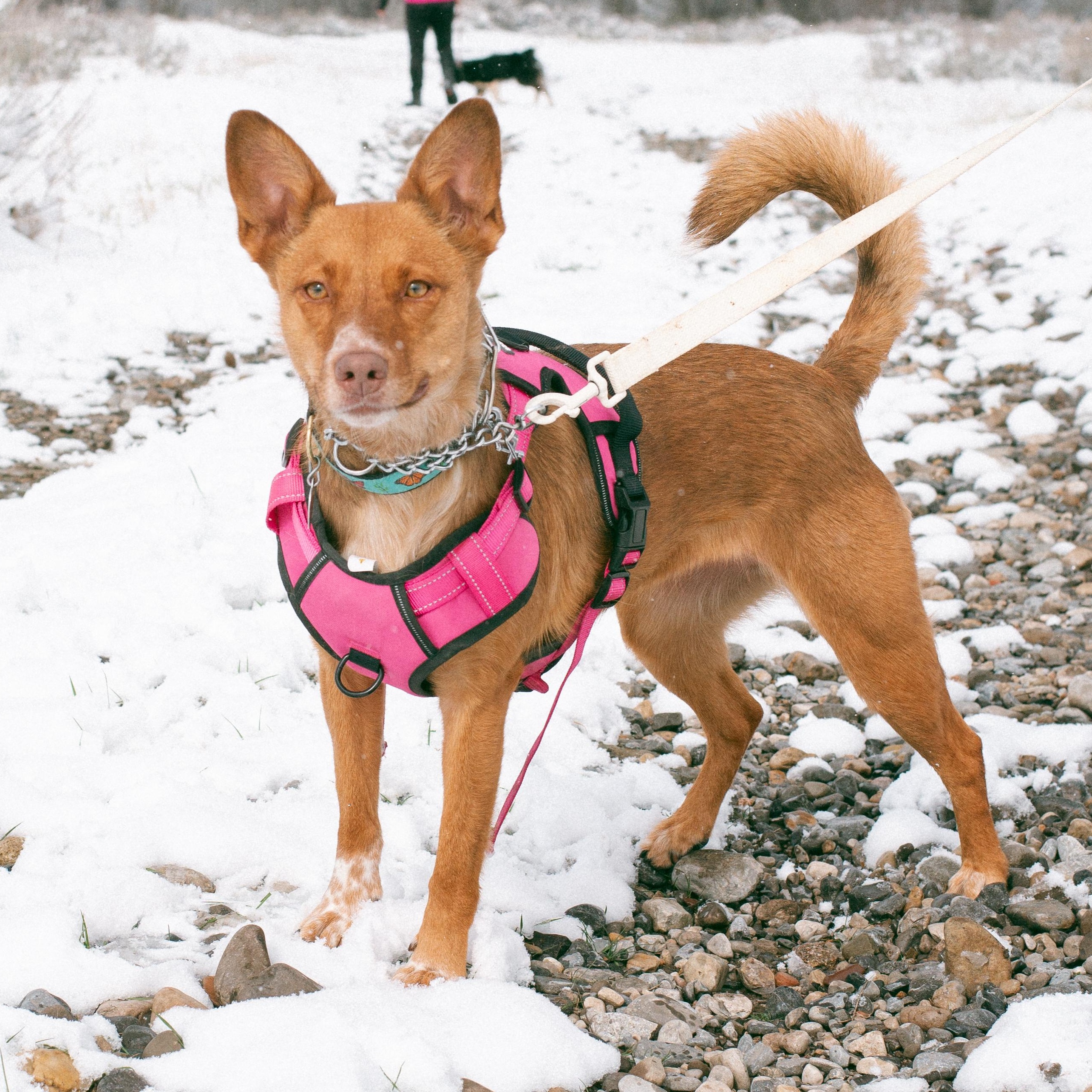 Enlarge Peaches, a Adoptable mixed breed in Thayne, WY image 1/6