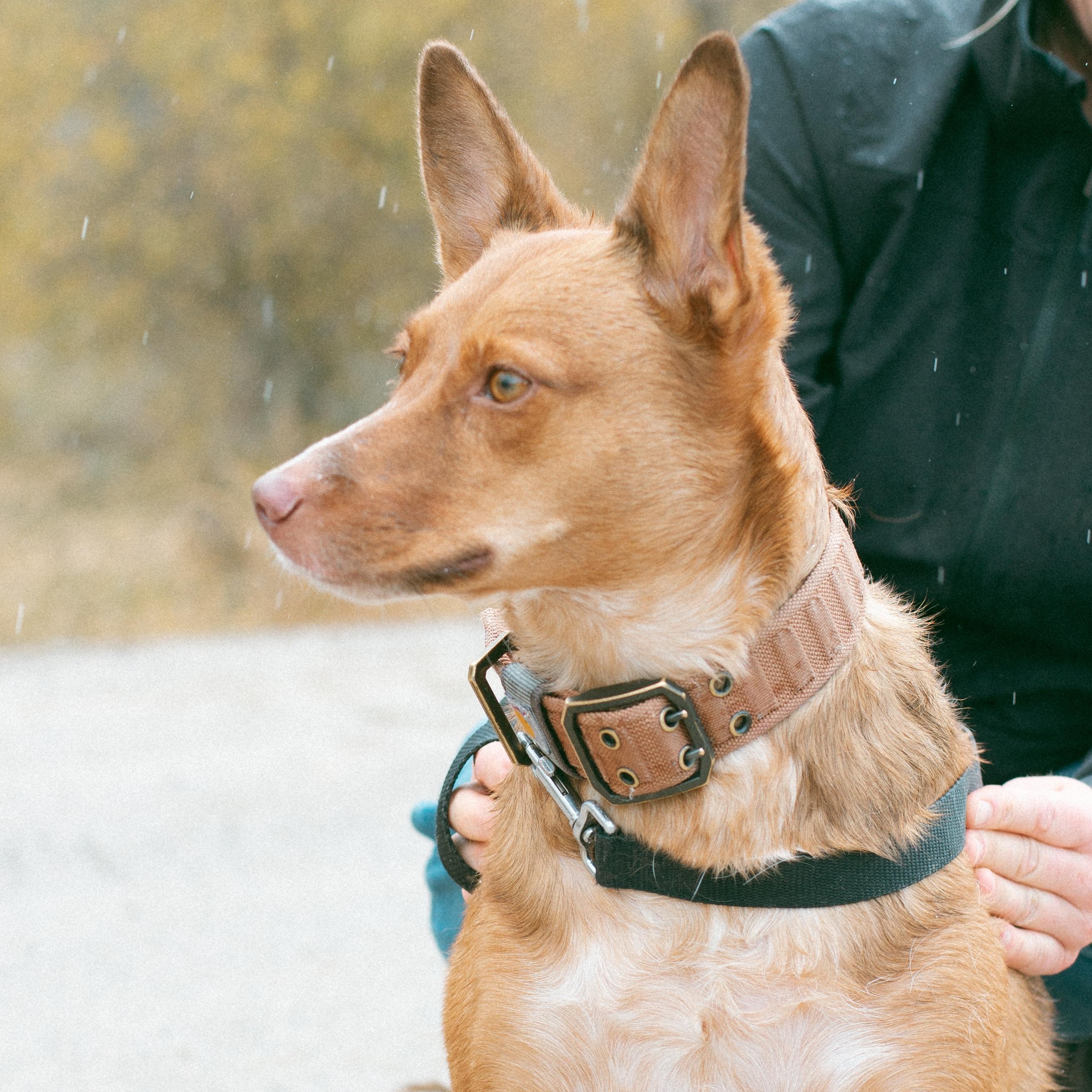Peaches, an adoptable Australian Cattle Dog / Blue Heeler in Thayne, WY, 83127 | Photo Image 1