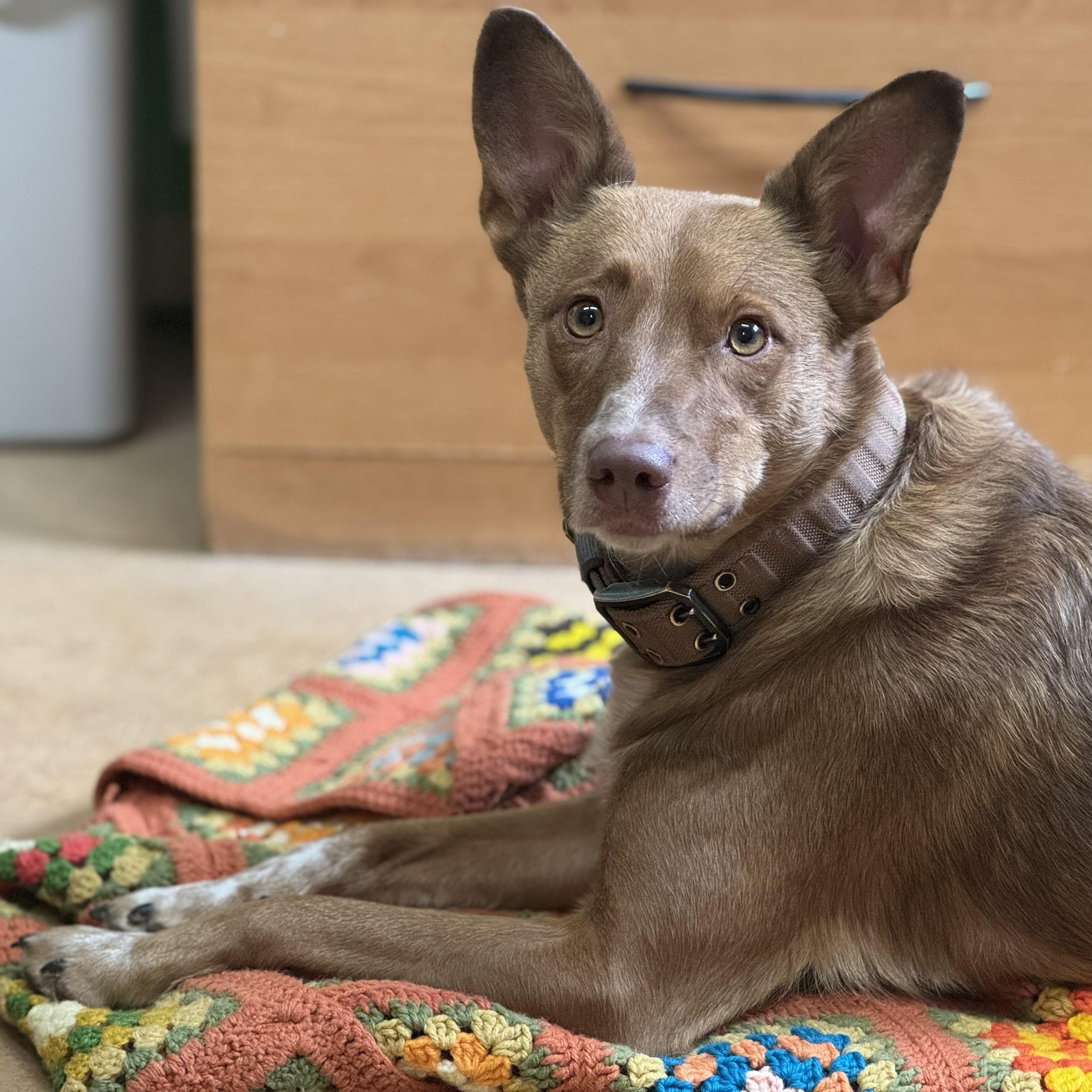 Peaches, Adoptable, Young Female Australian Cattle Dog / Blue Heeler.