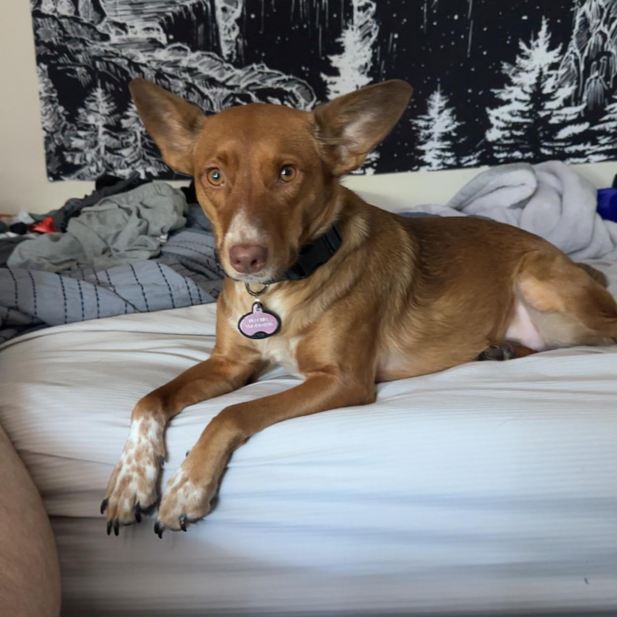 Peaches, Adoptable, Young Female Australian Cattle Dog / Blue Heeler.