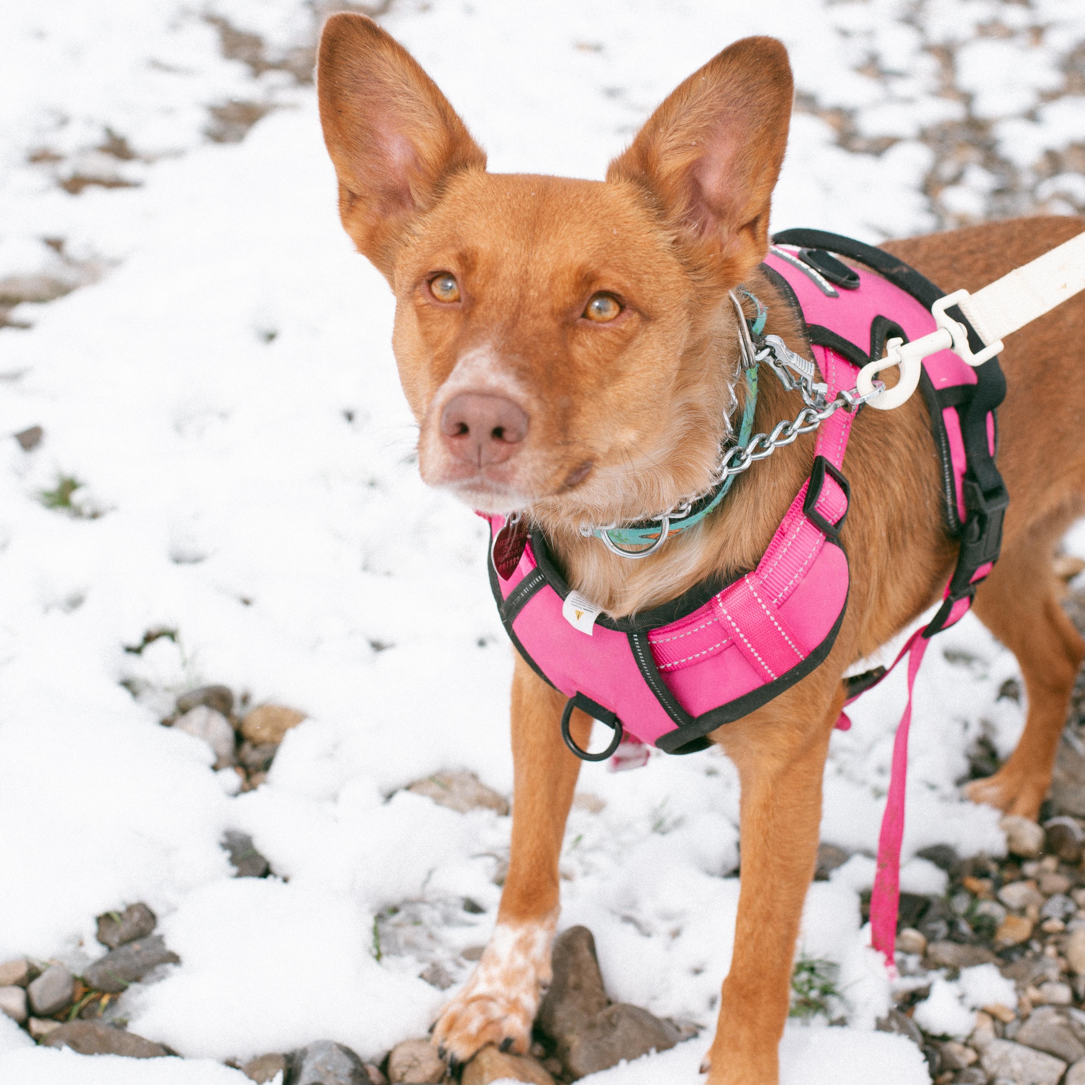 Enlarge Peaches, a Adoptable mixed breed in Thayne, WY image 5/6