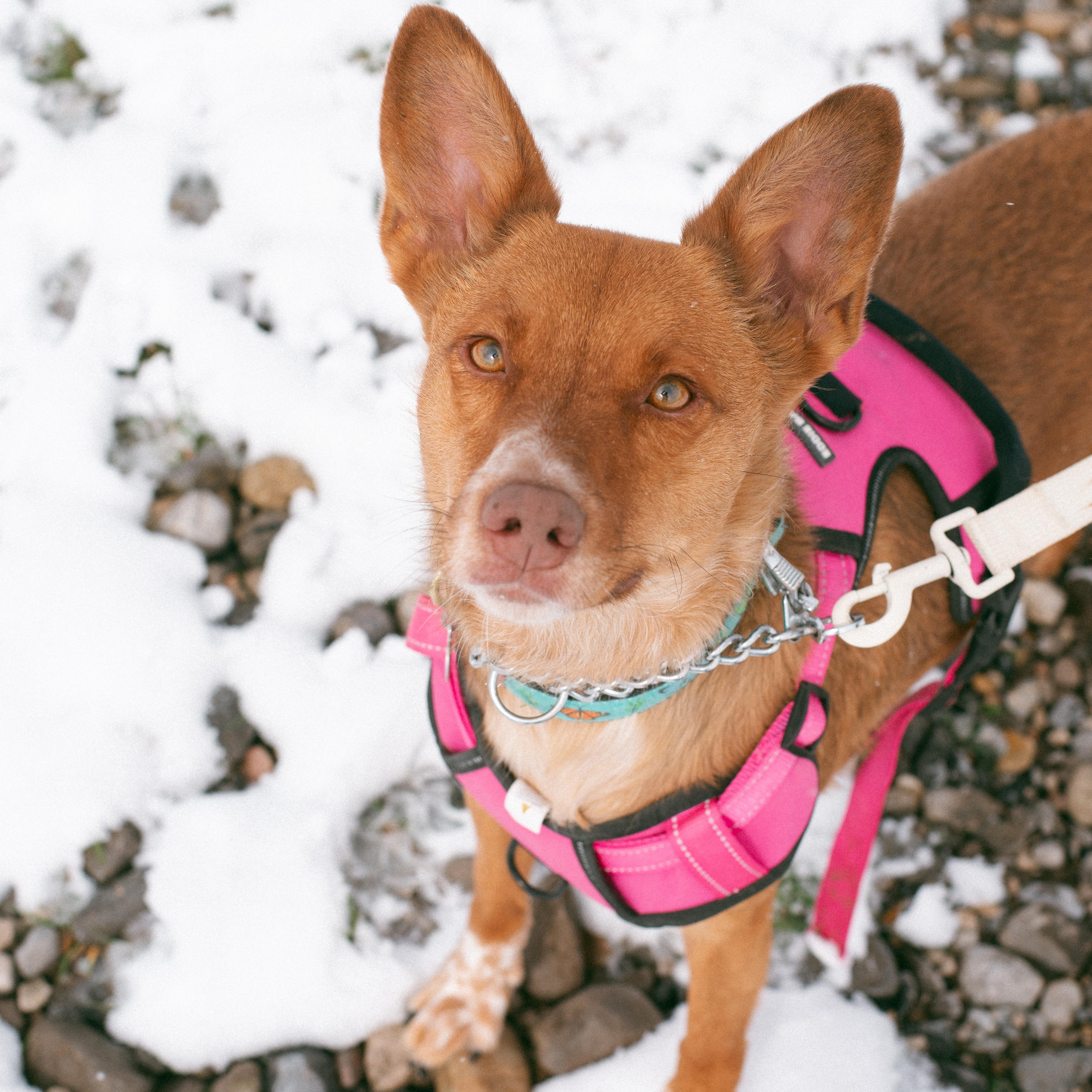 Enlarge Peaches, a Adoptable mixed breed in Thayne, WY image 6/6