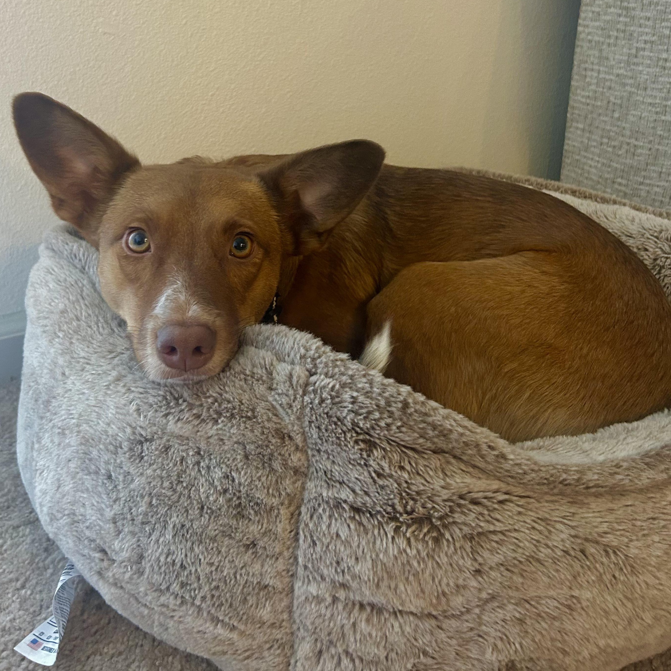 Peaches, an adoptable Australian Cattle Dog / Blue Heeler in Thayne, WY, 83127 | Photo Image 3