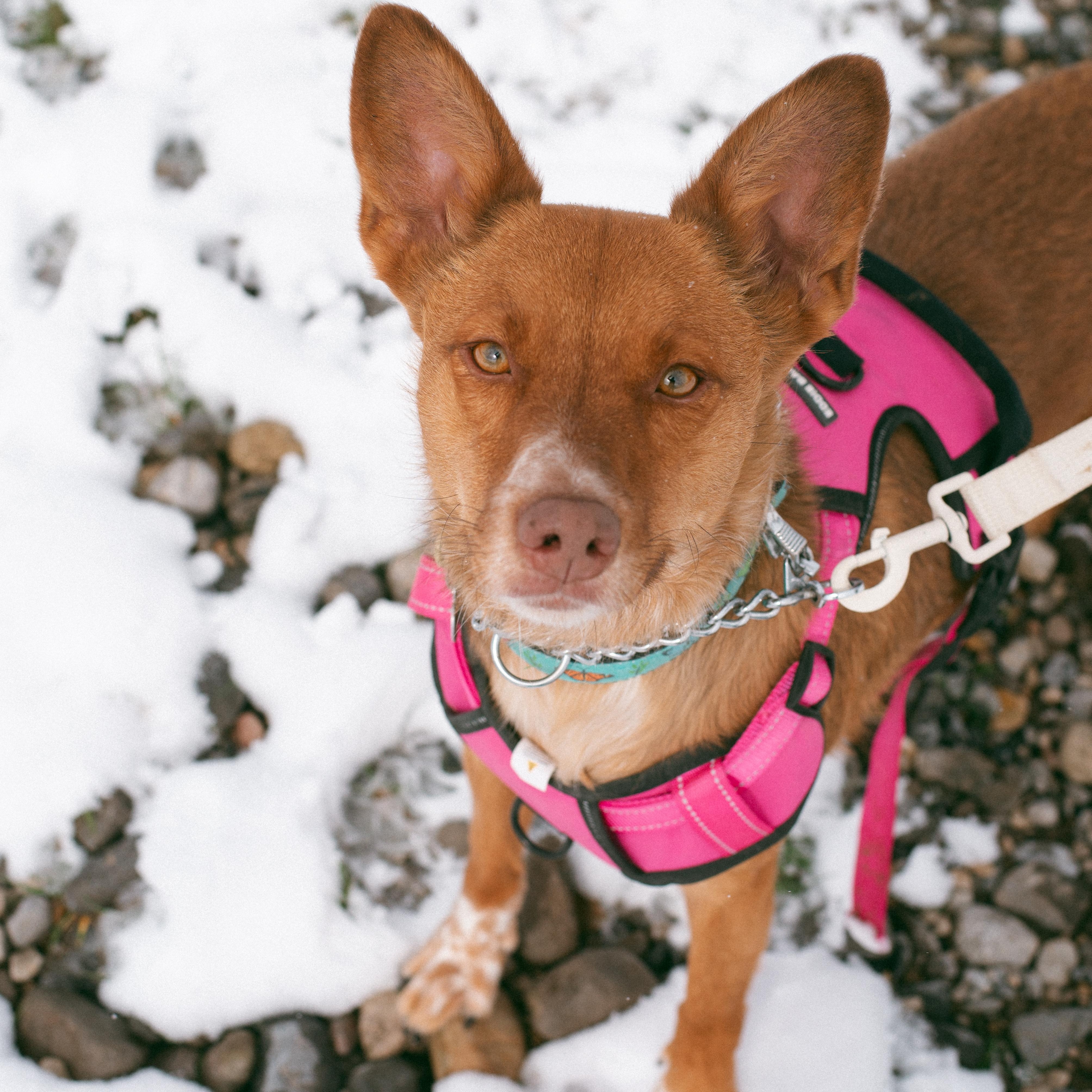 Enlarge Peaches, a Adoptable mixed breed in Thayne, WY image 4/6