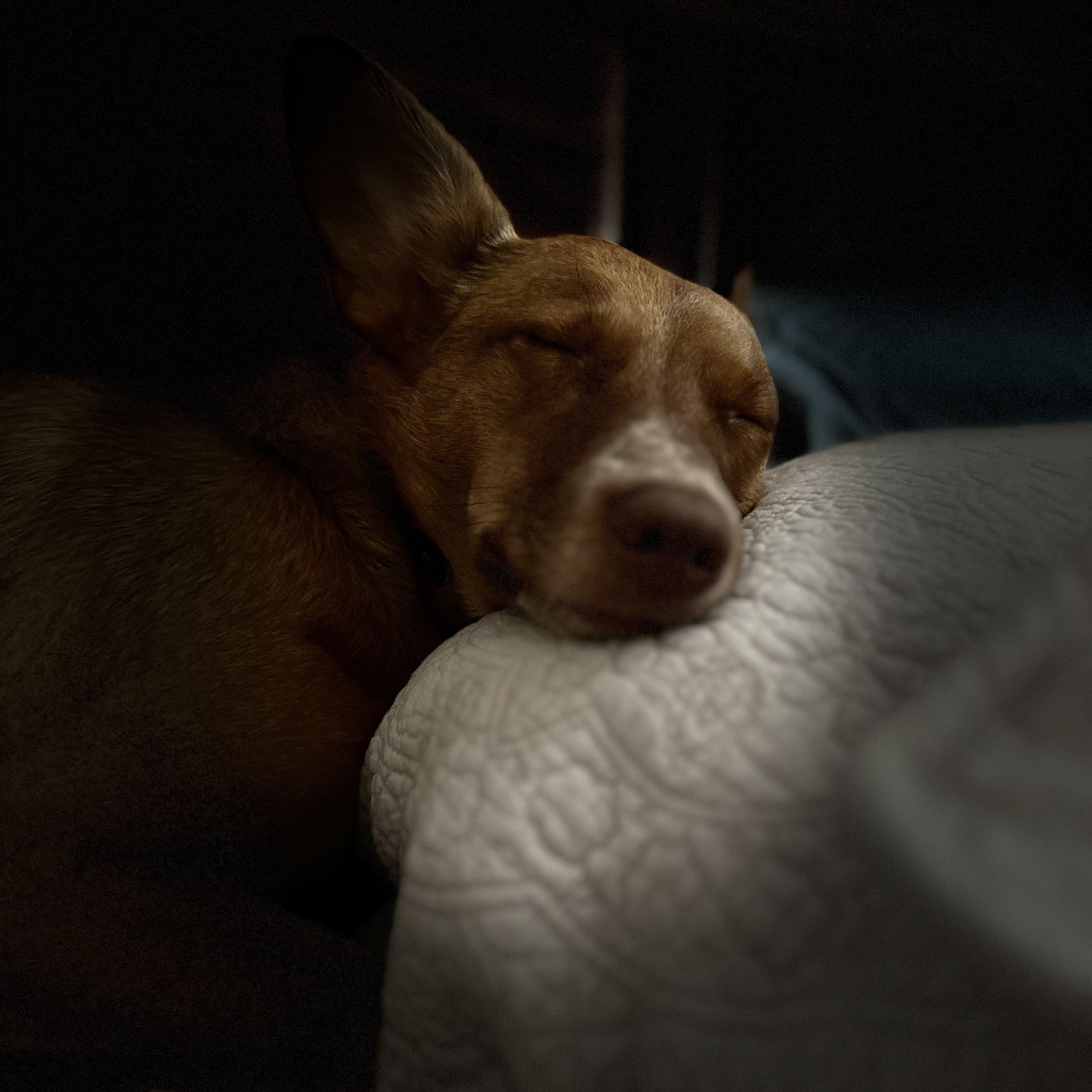 Peaches, a Adoptable mixed breed in Thayne, WY image 4/6