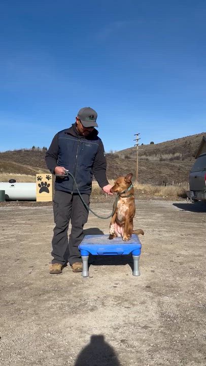 Enlarge Peaches, a Adoptable mixed breed in Thayne, WY video 6/6