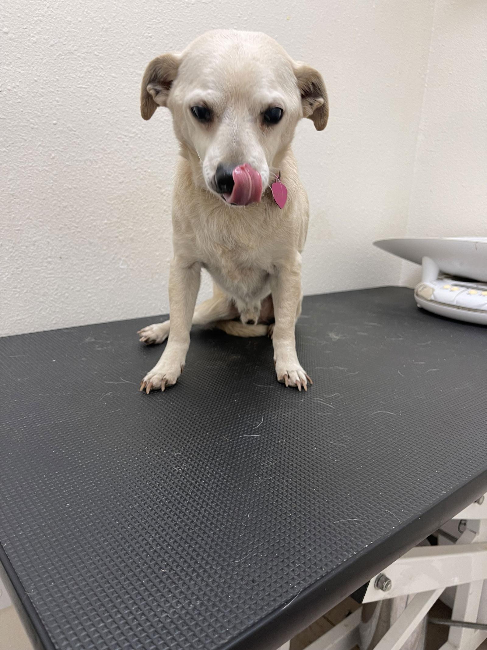 Chip, a Adoptable Chihuahua in Apple Valley, CA image 2/2