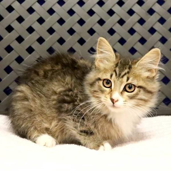 Enlarge Winnie Bean, a Adoptable mixed breed in Midland, TX image 1/2