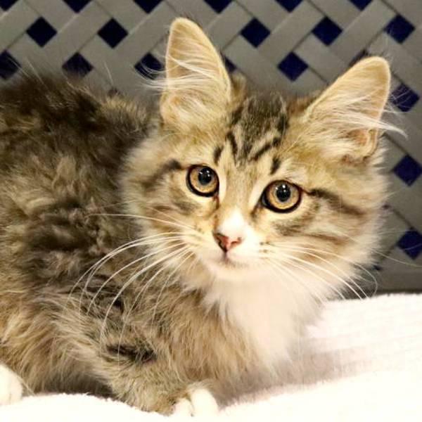 Enlarge Winnie Bean, a Adoptable mixed breed in Midland, TX image 2/2