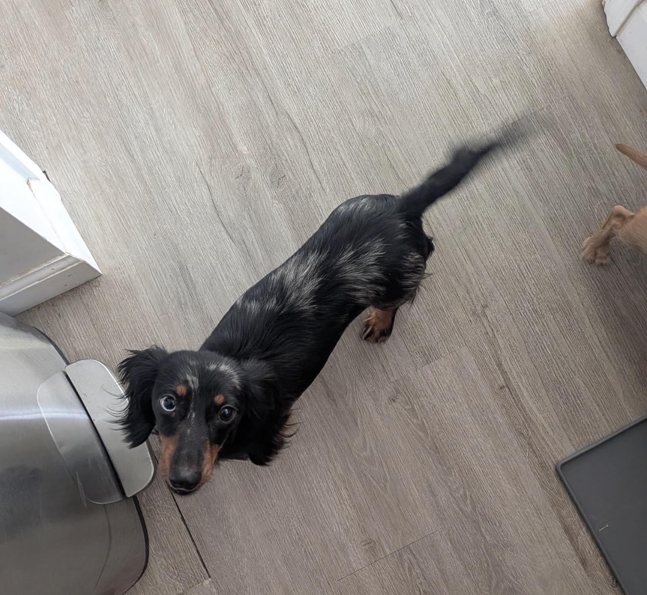 Enlarge Rosie D, an adopted Dachshund in Grand Haven, MI image 3/4