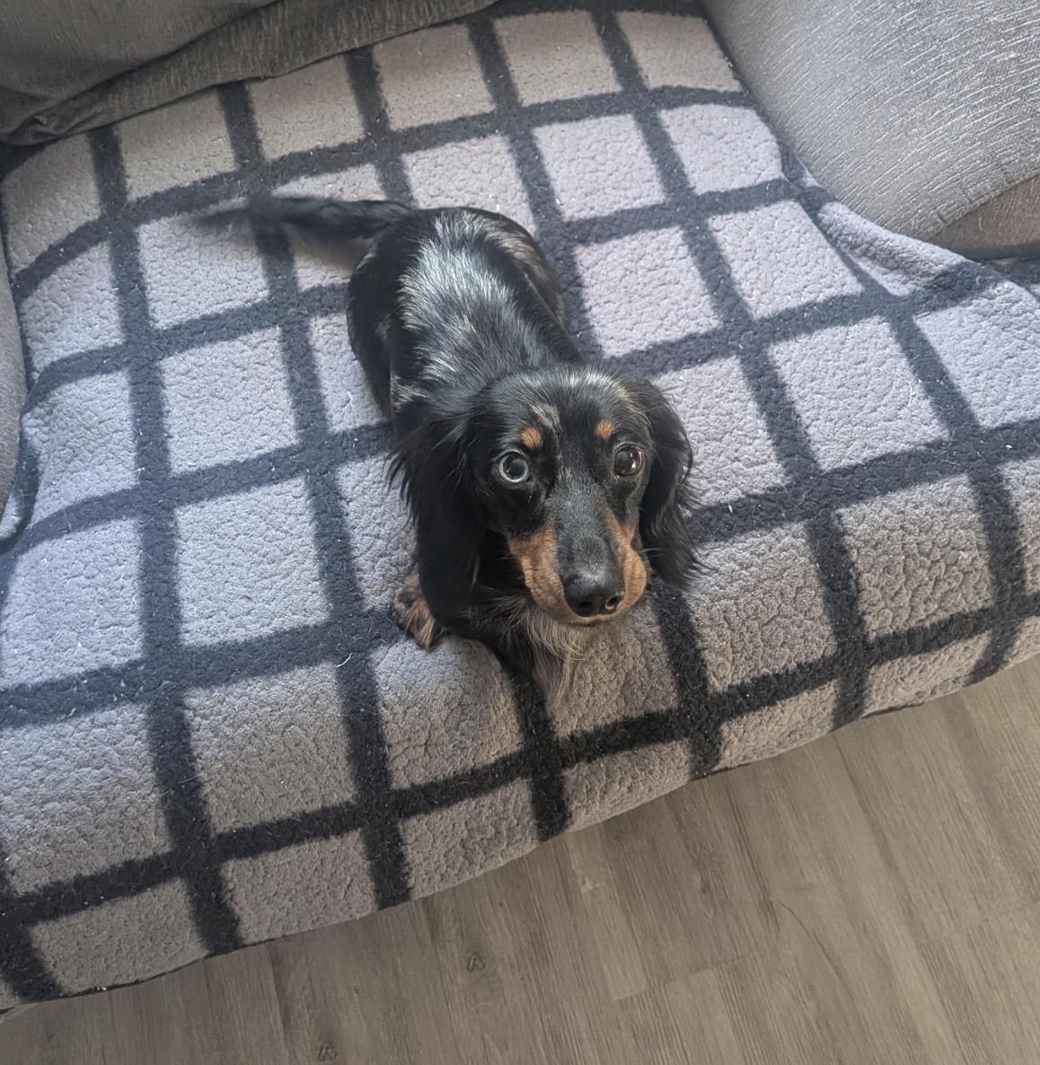 Enlarge Rosie D, an adopted Dachshund in Grand Haven, MI image 1/4