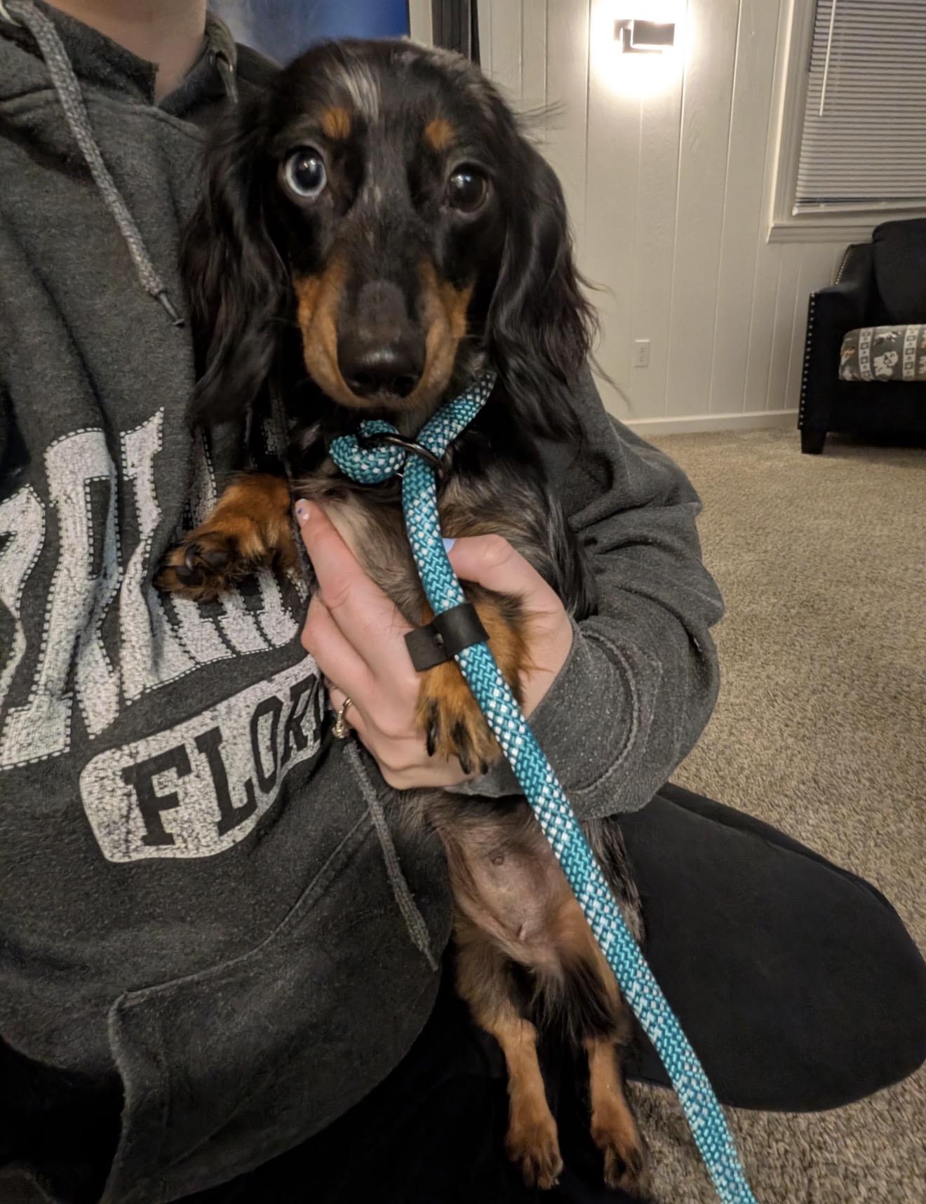 Enlarge Rosie D, an adopted Dachshund in Grand Haven, MI image 2/4