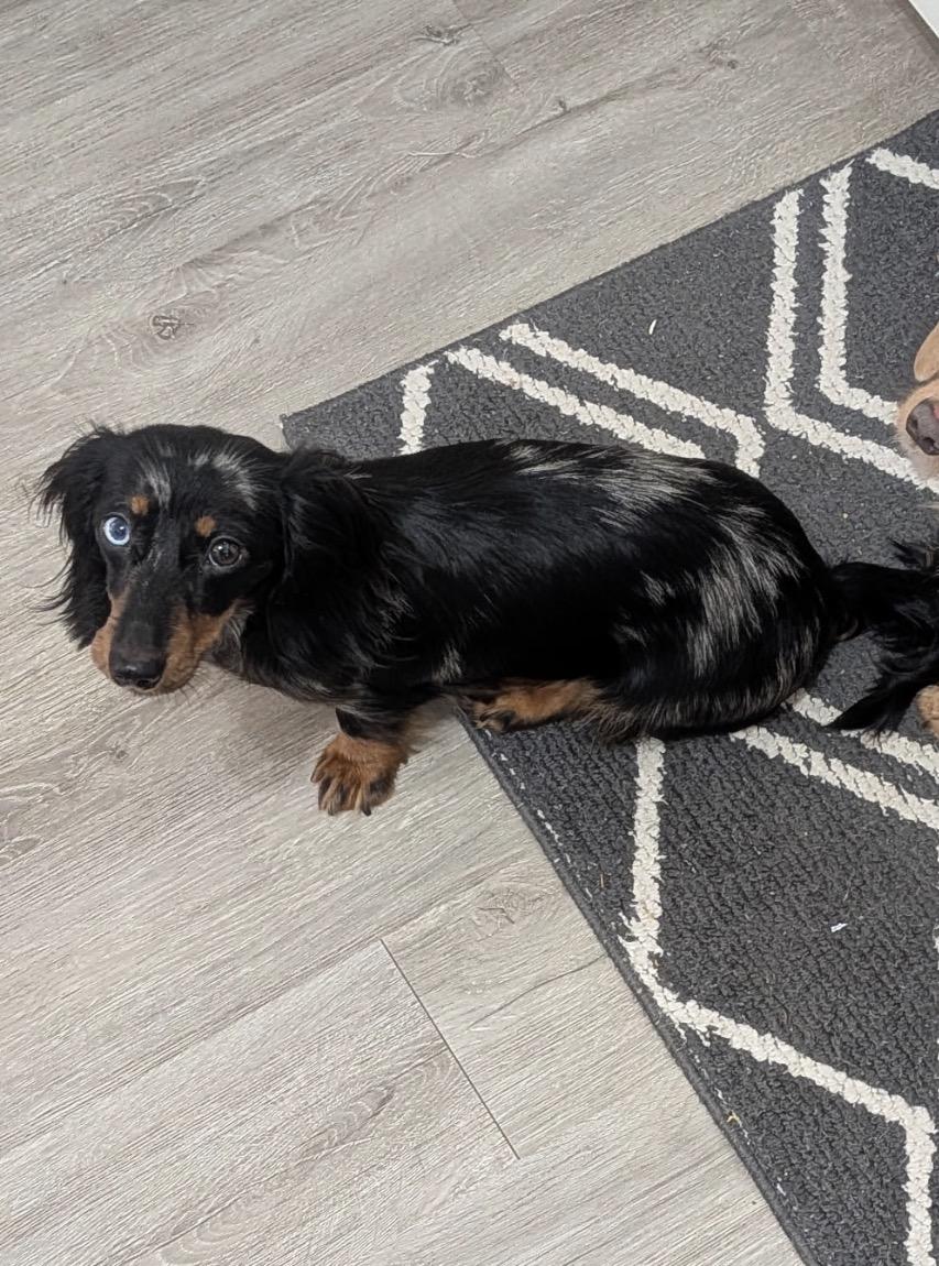 Enlarge Rosie D, an adopted Dachshund in Grand Haven, MI image 4/4