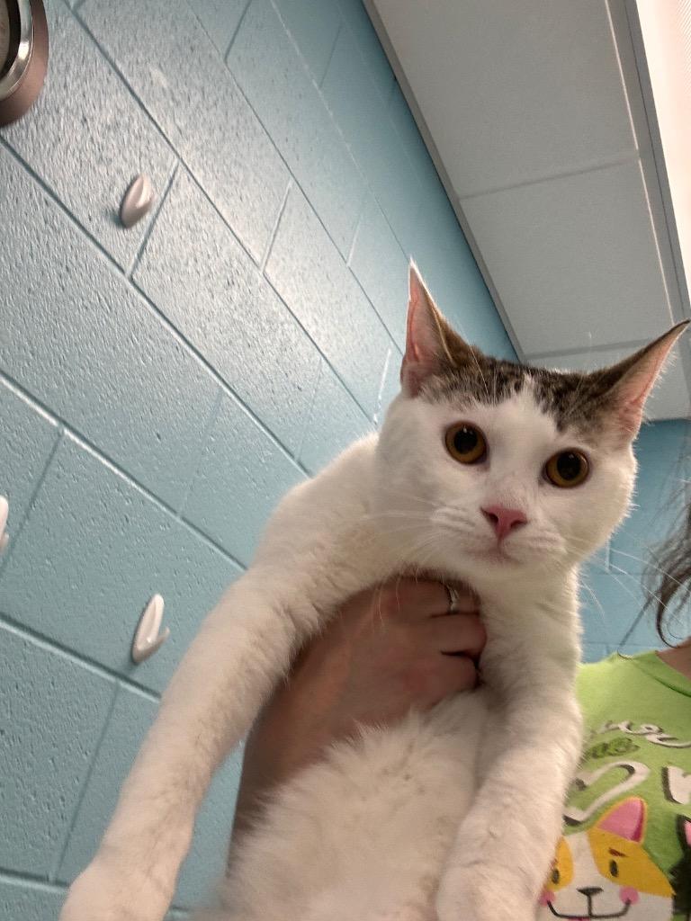 Enlarge Zandi, an adopted Domestic Short Hair in Frankfort, KY image 1/1