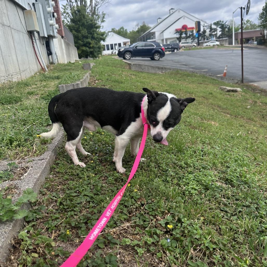 Romeo, Adoptable, Senior Male Chihuahua.