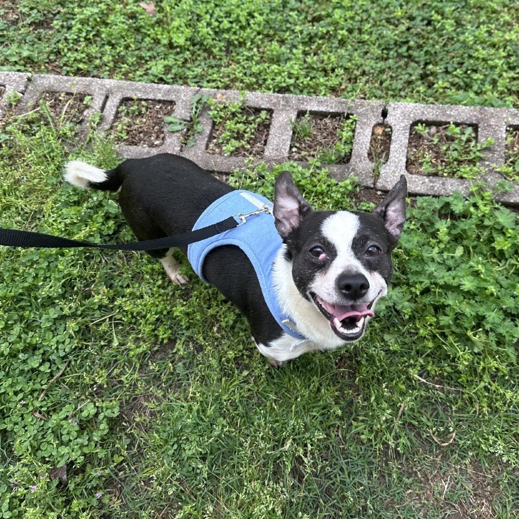 Enlarge Romeo, a Adoptable Chihuahua in Branson, MO image 2/6