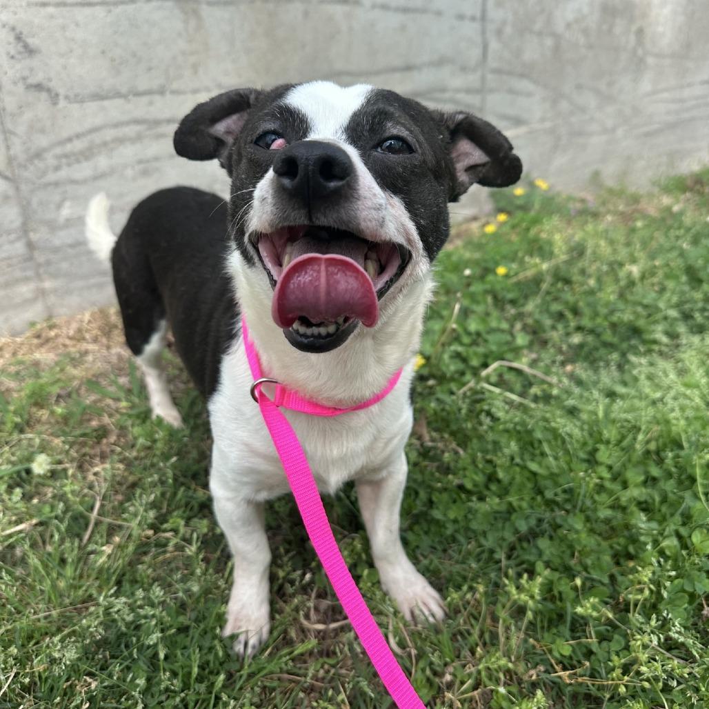 Enlarge Romeo, a Adoptable Chihuahua in Branson, MO image 3/6