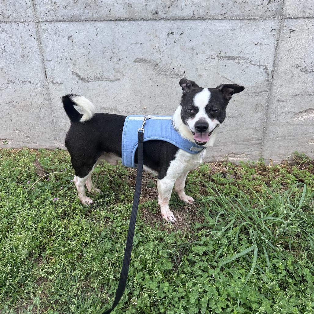 Enlarge Romeo, a Adoptable Chihuahua in Branson, MO image 5/6