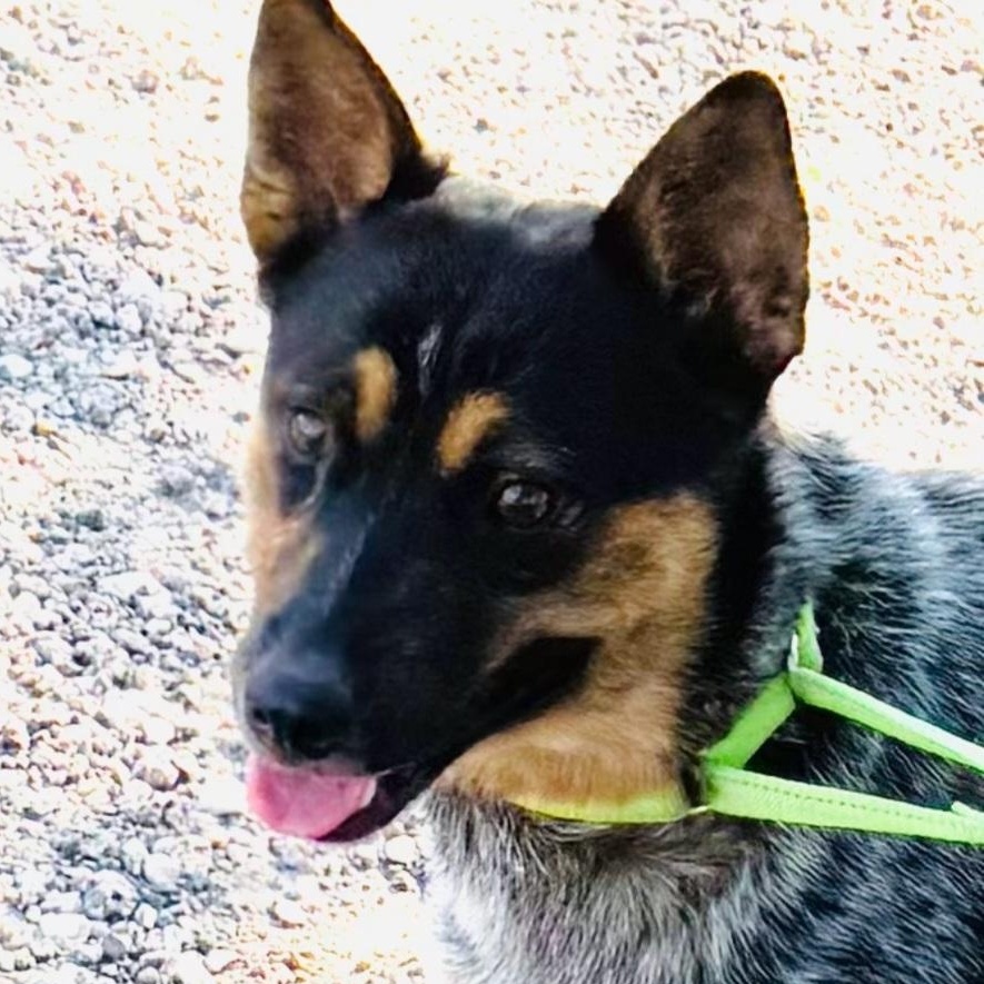 Bluey — thumbnail 2