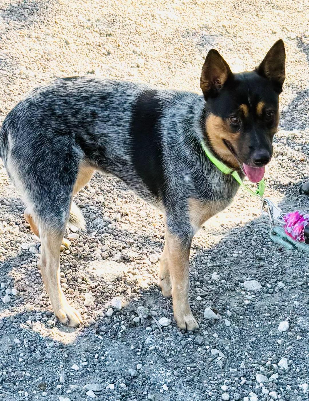 Bluey — thumbnail 4