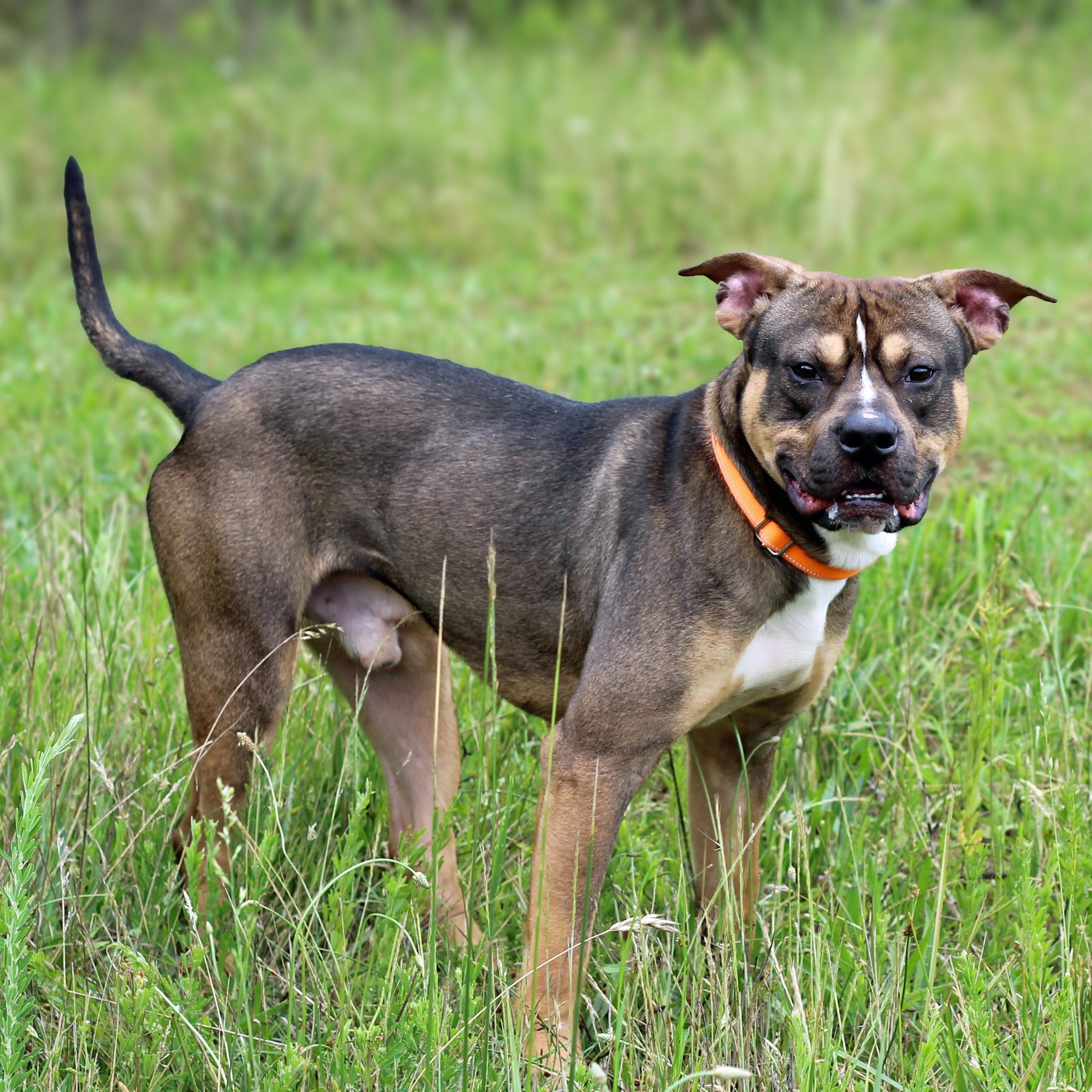 Sammy, a ADOPTABLE mixed breed in Lebanon, TN image 5/6