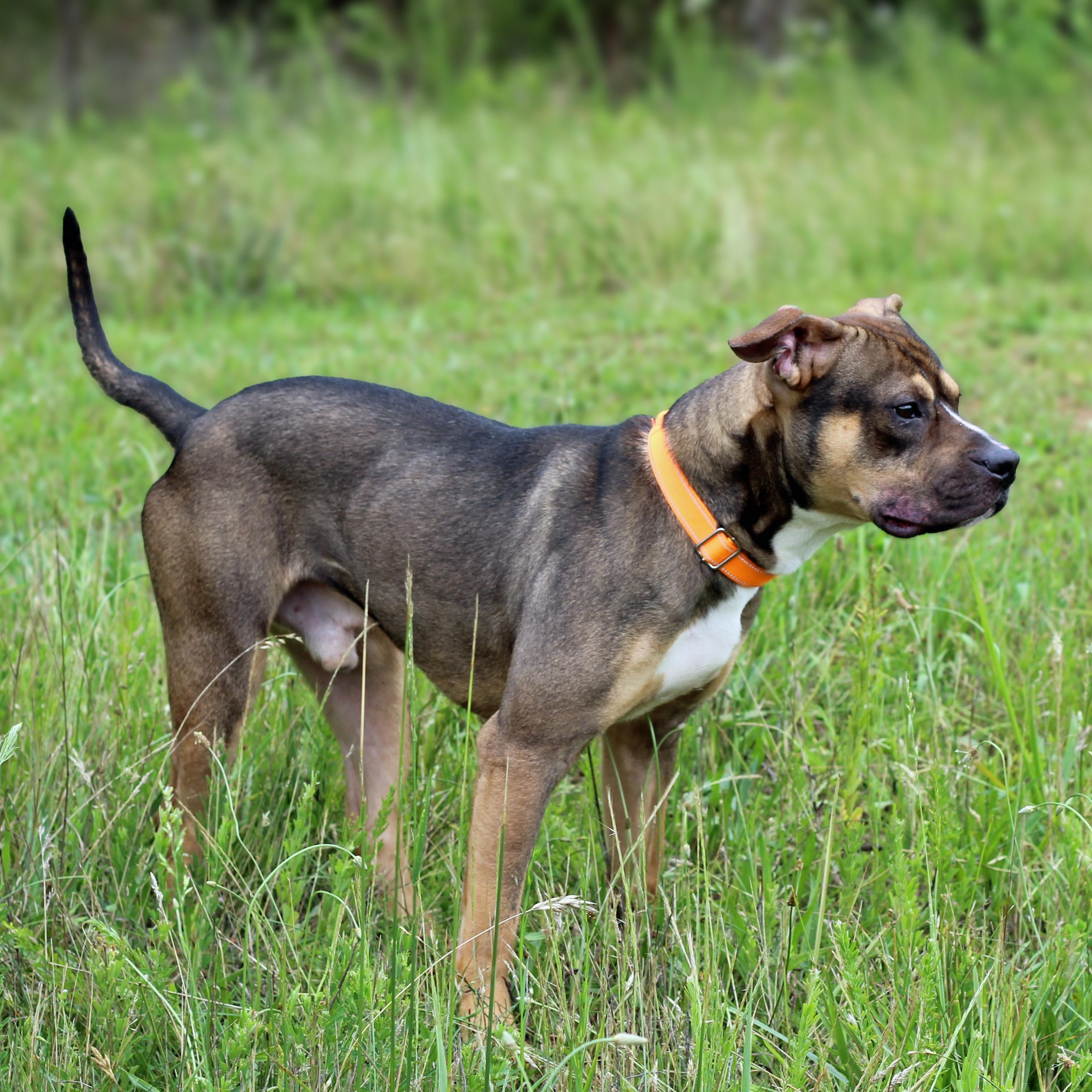 Sammy, a ADOPTABLE mixed breed in Lebanon, TN image 3/6