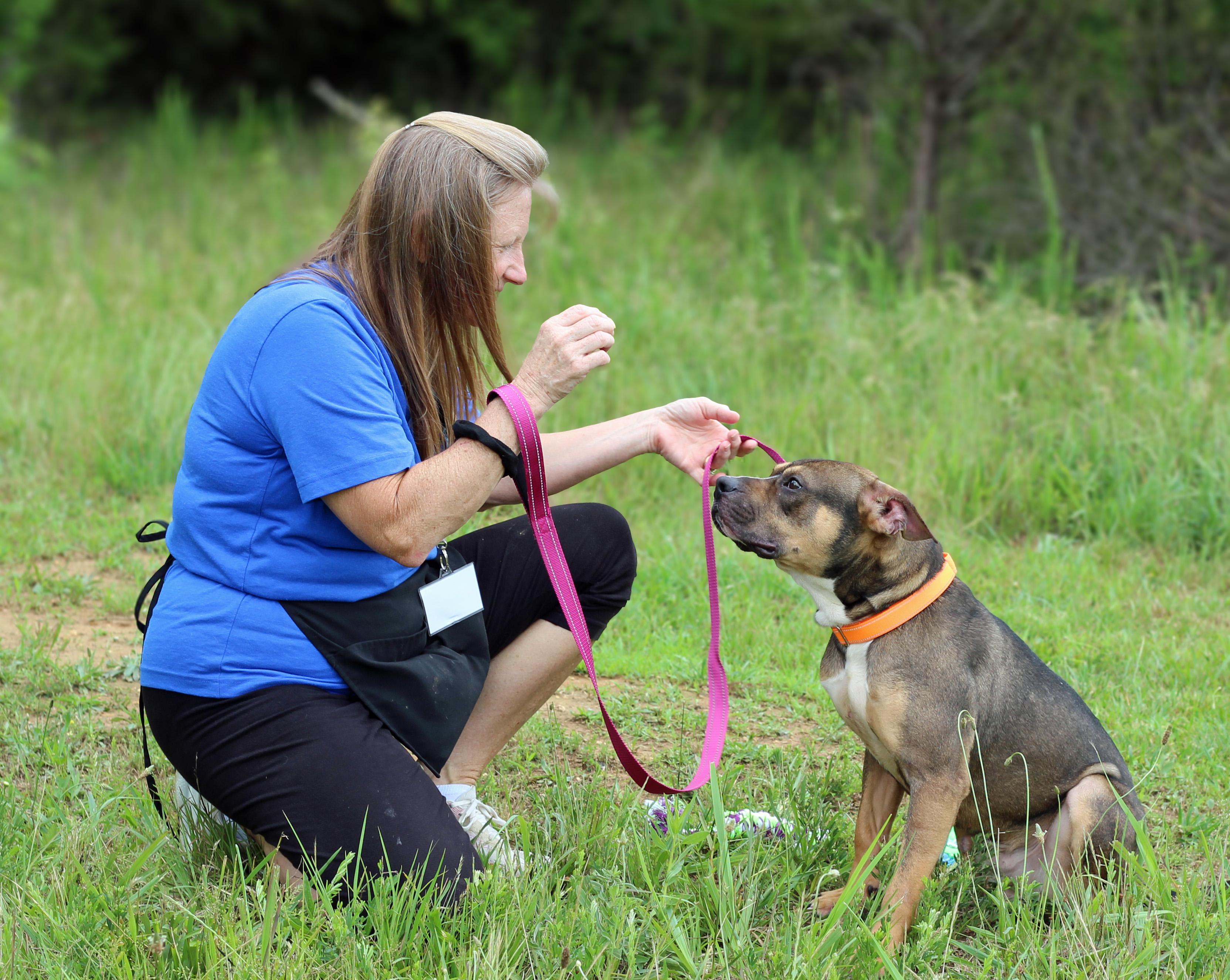 Sammy, a ADOPTABLE mixed breed in Lebanon, TN image 4/6