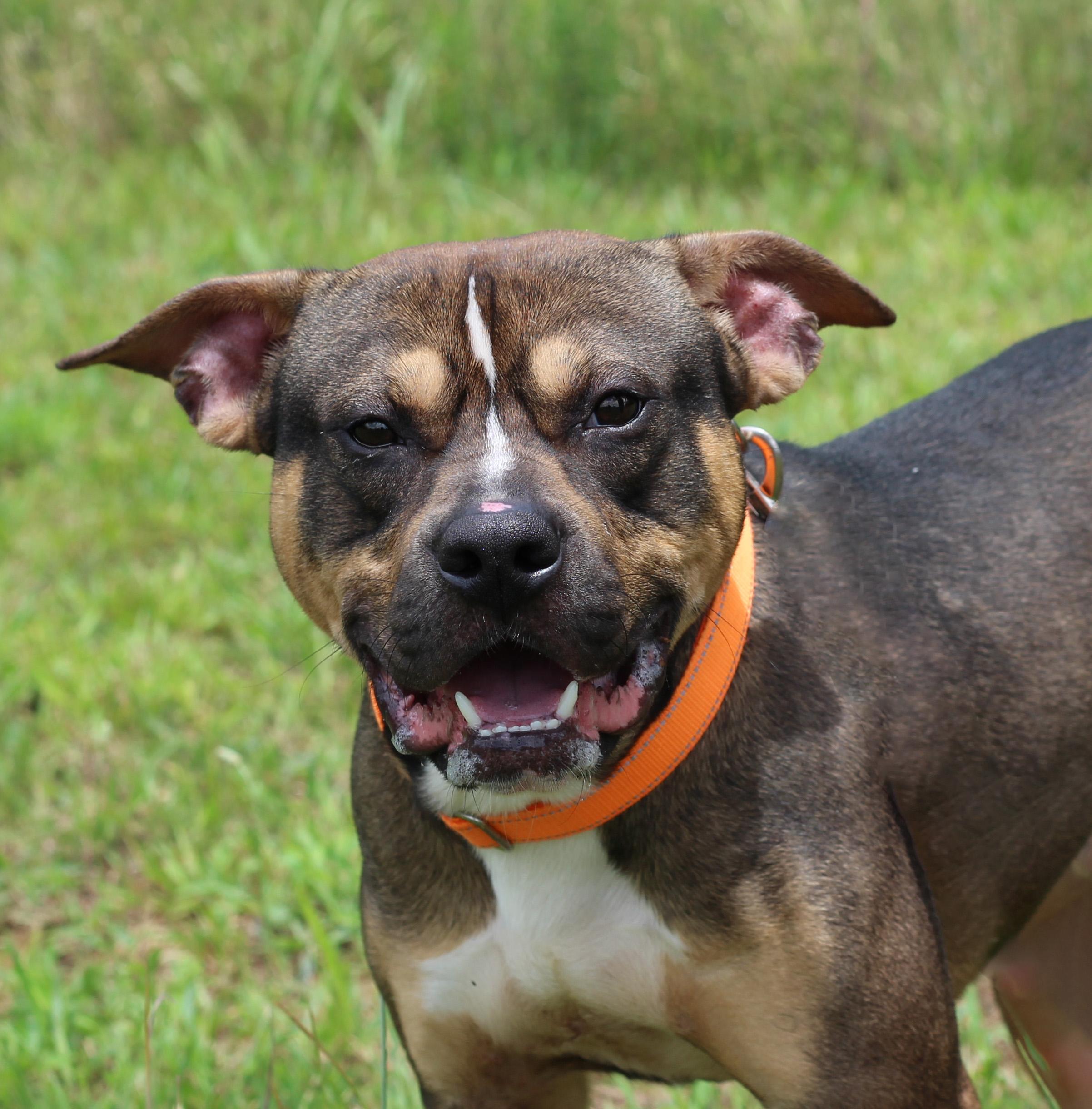 Sammy, adoptable, Young Male Pit Bull Terrier & American Bulldog.