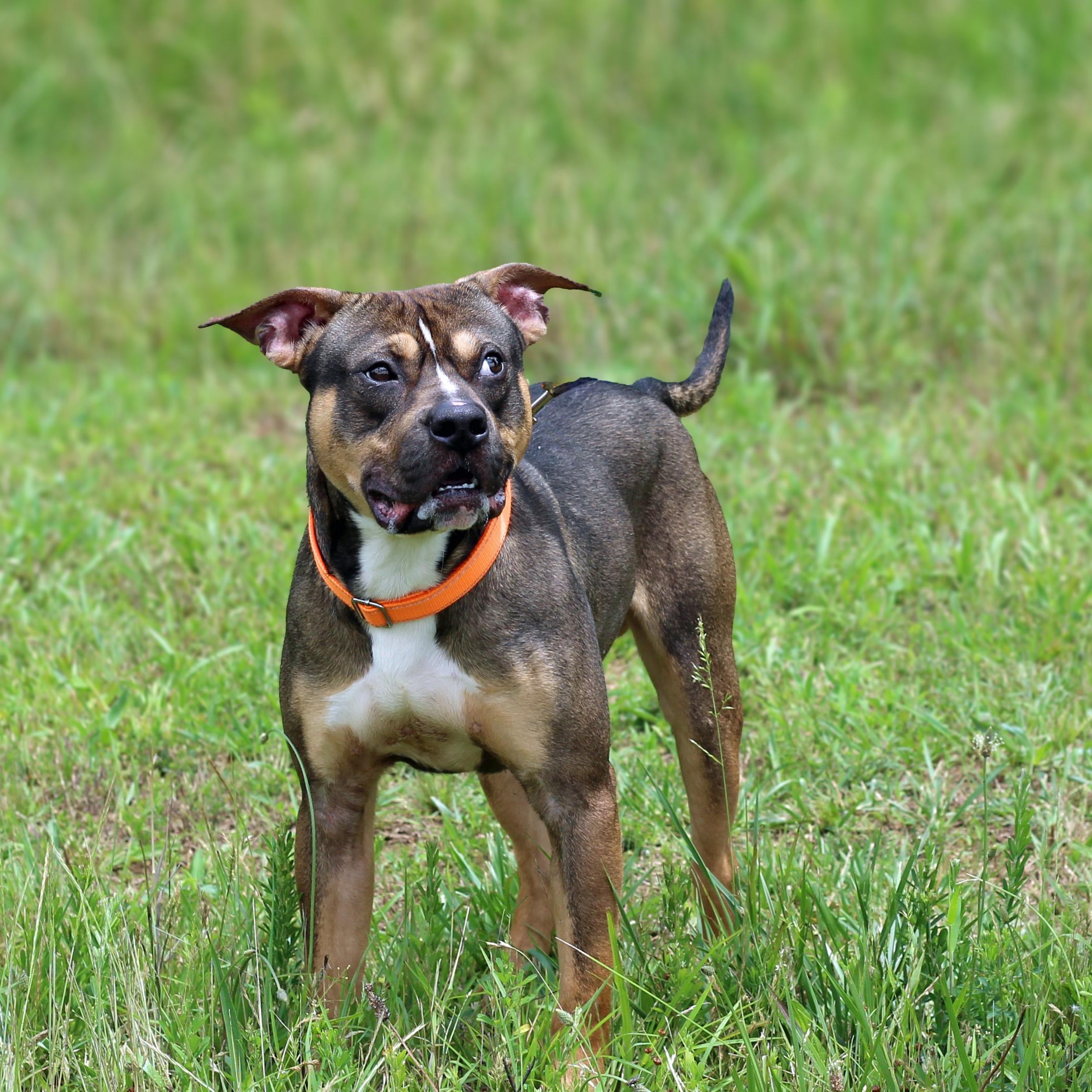 Sammy, a ADOPTABLE mixed breed in Lebanon, TN image 2/6
