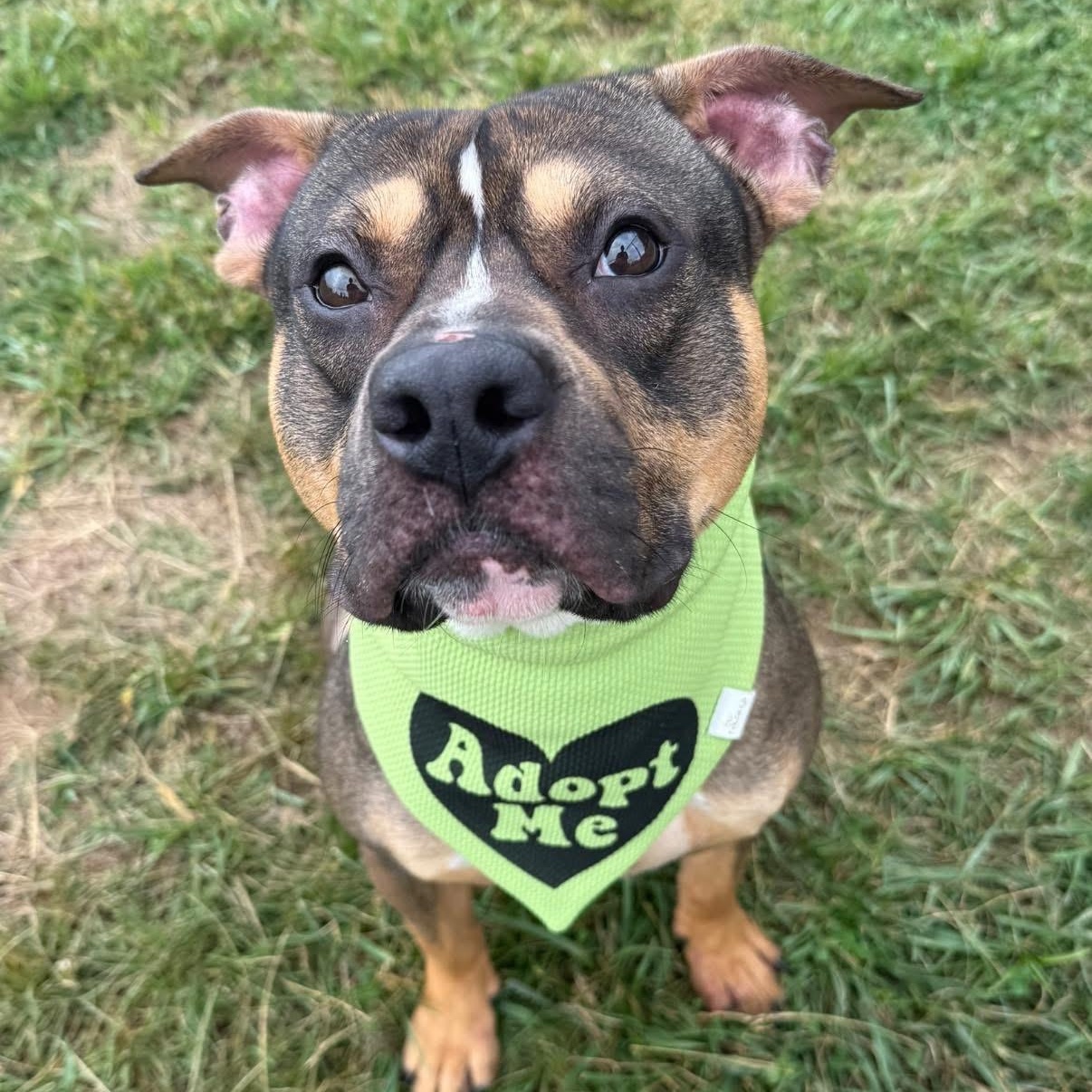 Sammy, a ADOPTABLE mixed breed in Lebanon, TN image 1/6