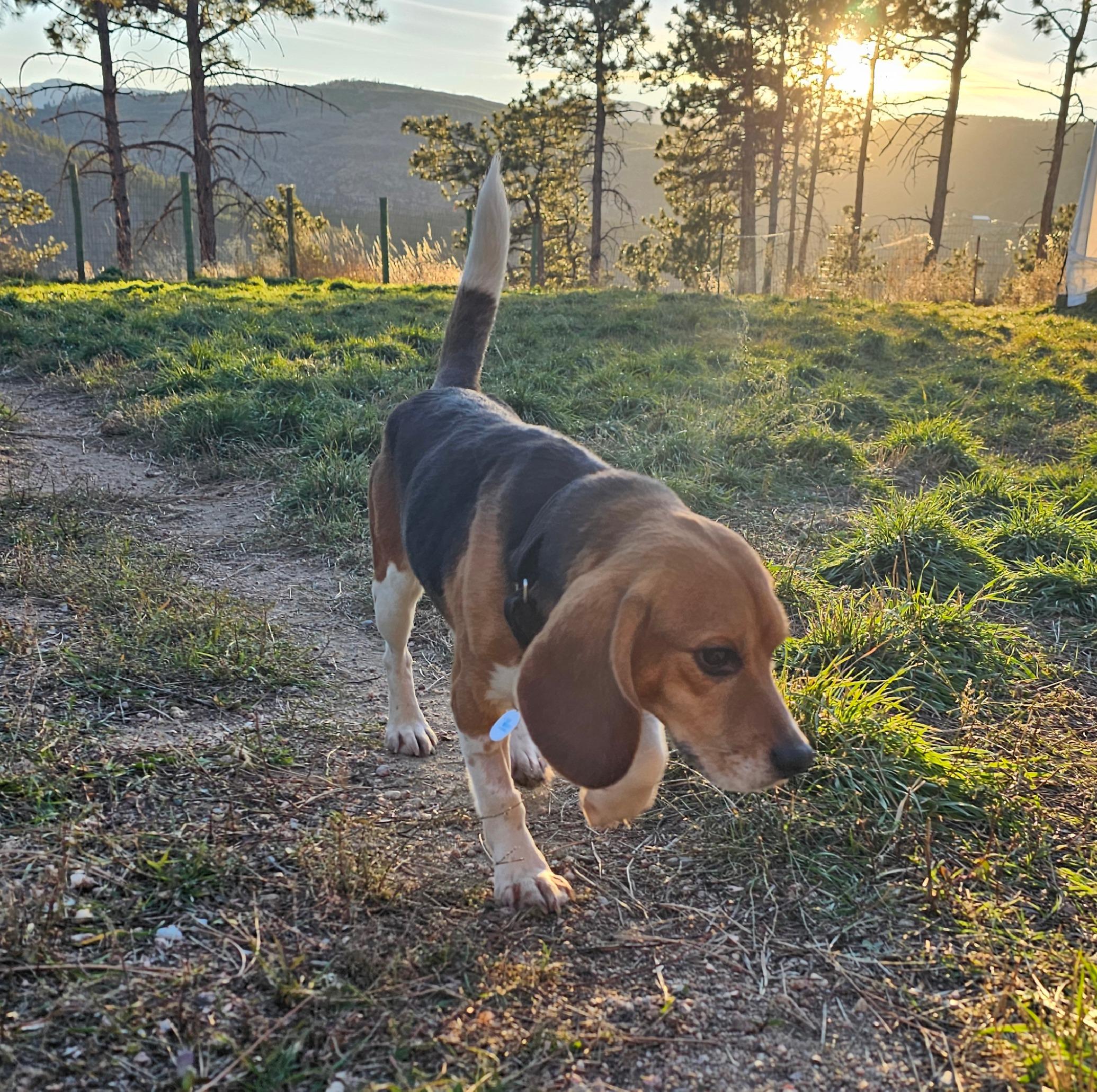Enlarge Licorice, an adopted Beagle in Bellvue, CO image 1/3