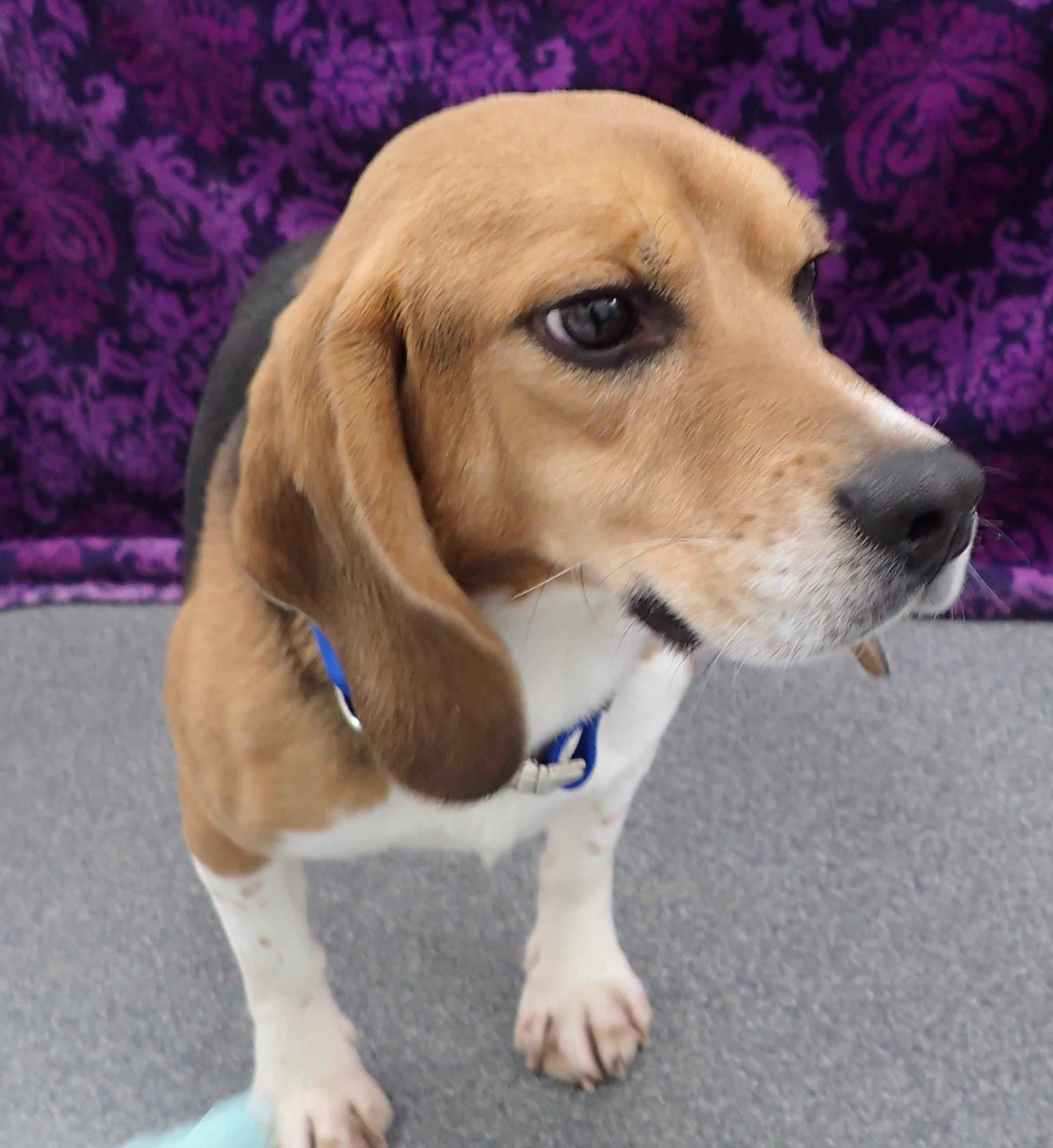 Enlarge Licorice, an adopted Beagle in Bellvue, CO image 2/3