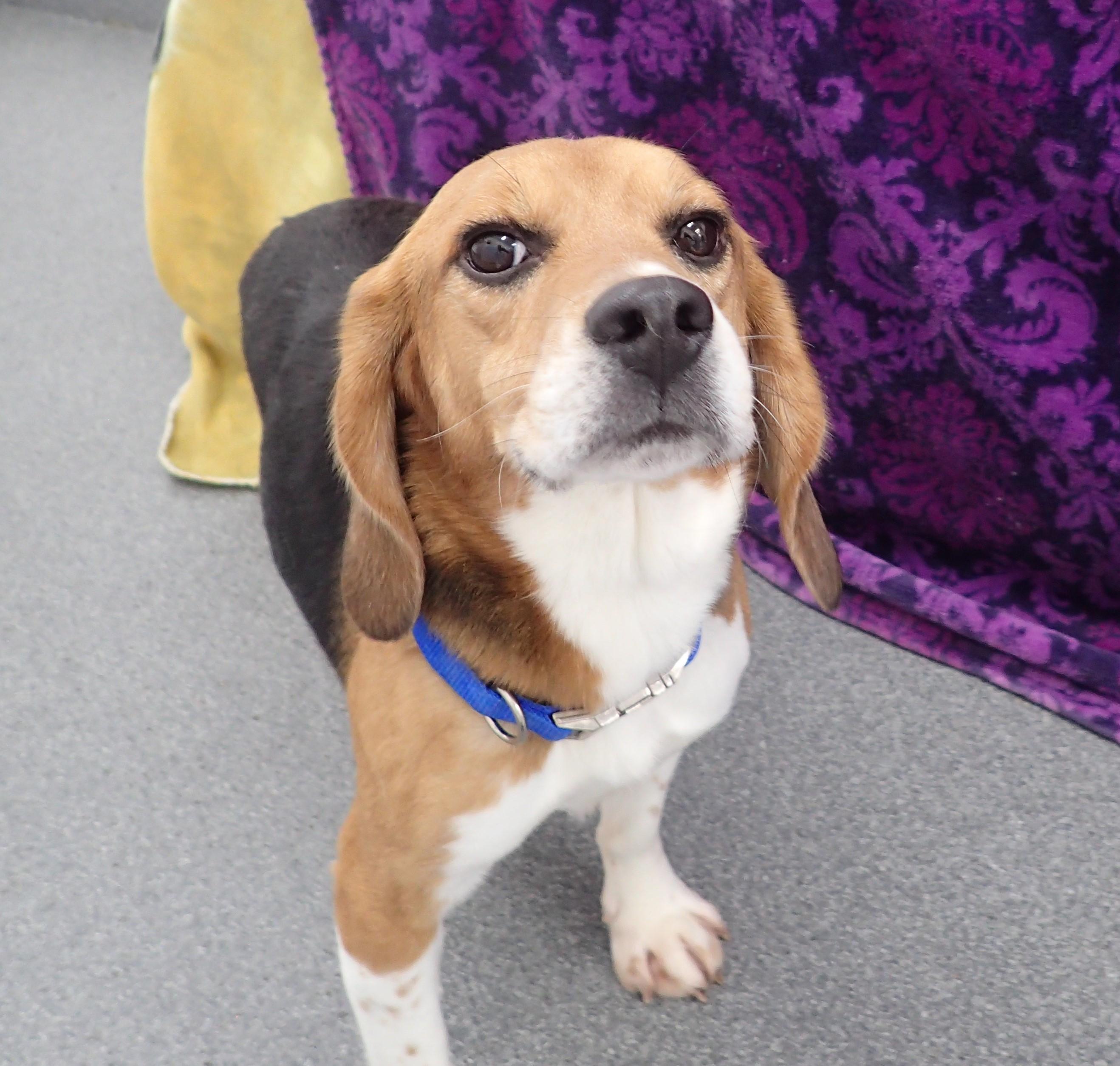 Enlarge Licorice, an adopted Beagle in Bellvue, CO image 3/3