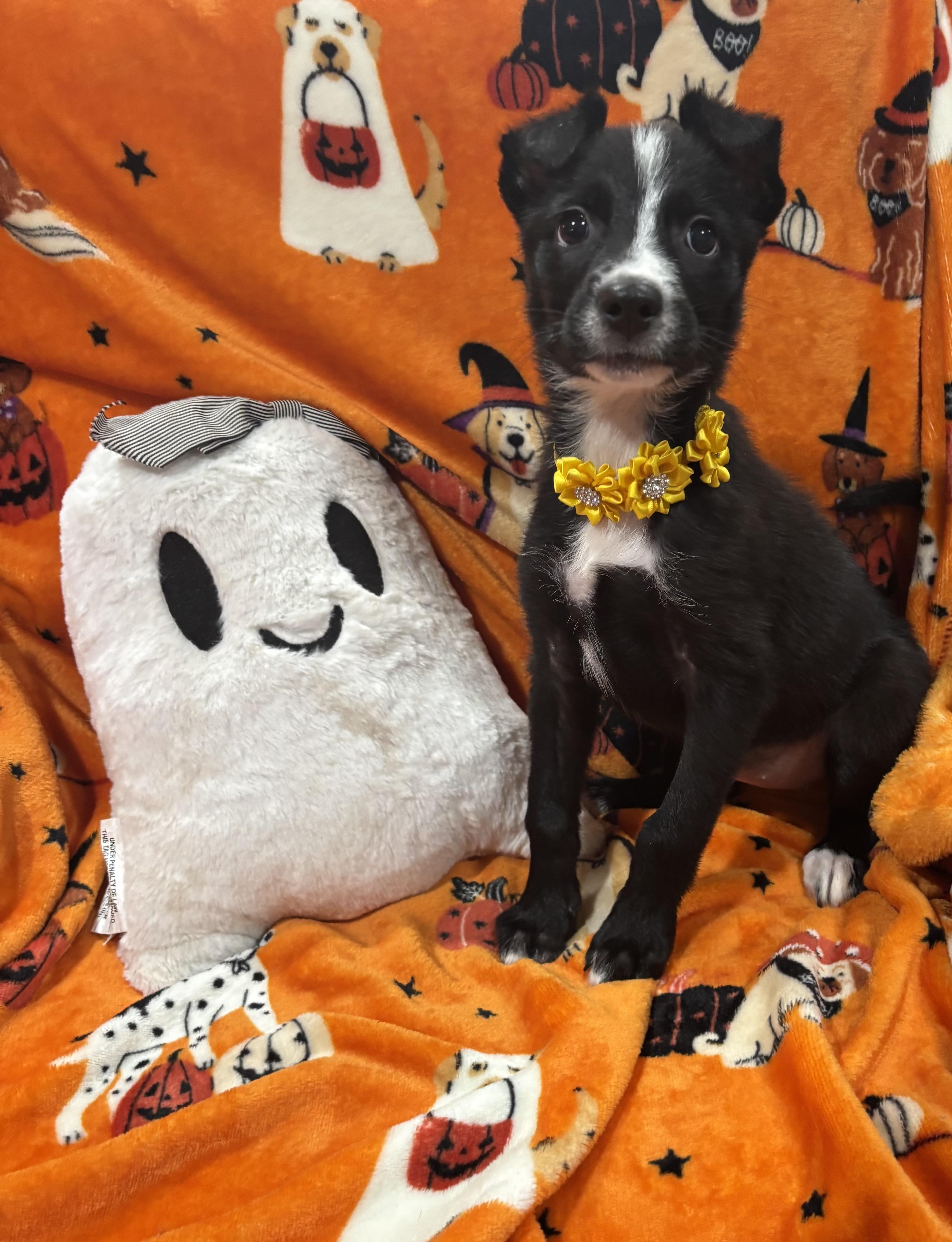 Enlarge Flower, a Adopted mixed breed in Foster, OR image 4/6
