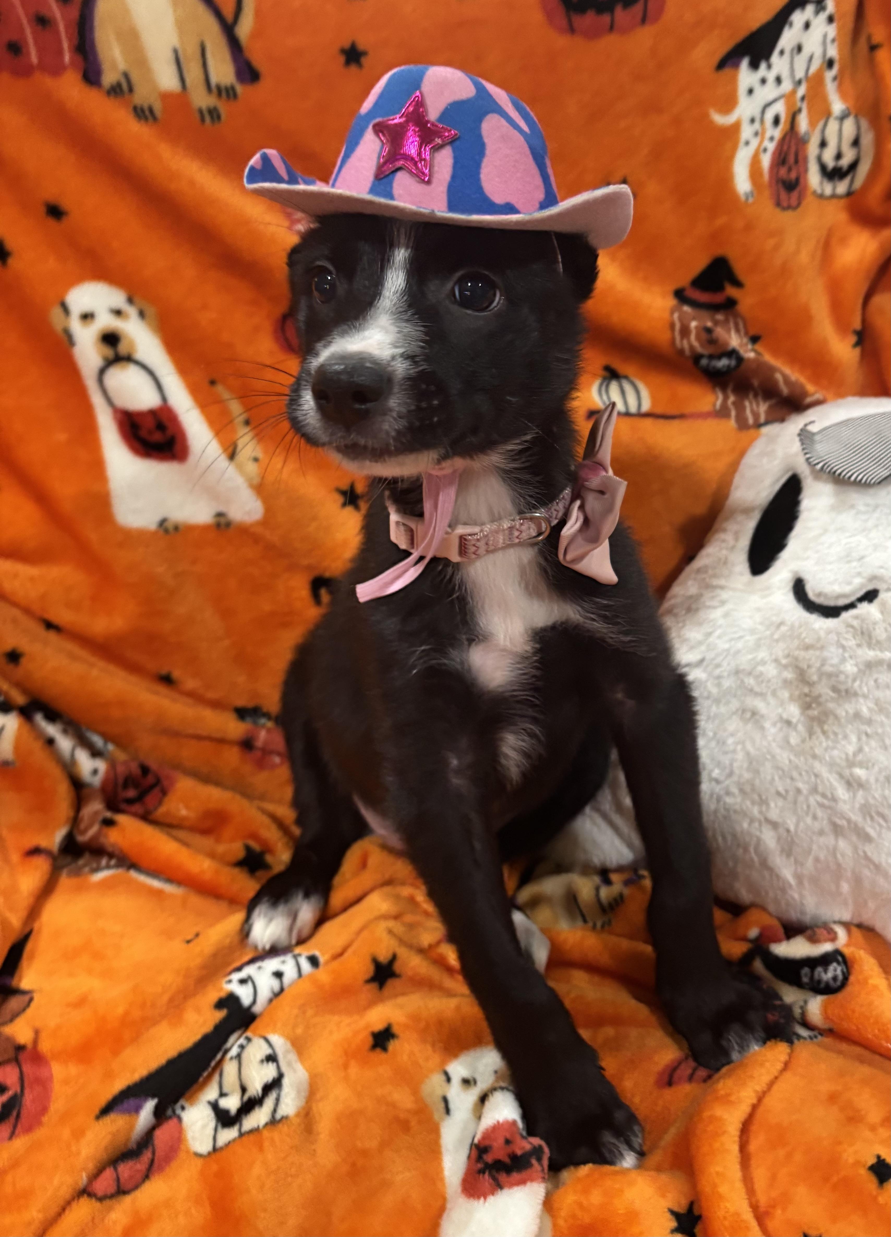 Enlarge Flower, a Adopted mixed breed in Foster, OR image 5/6