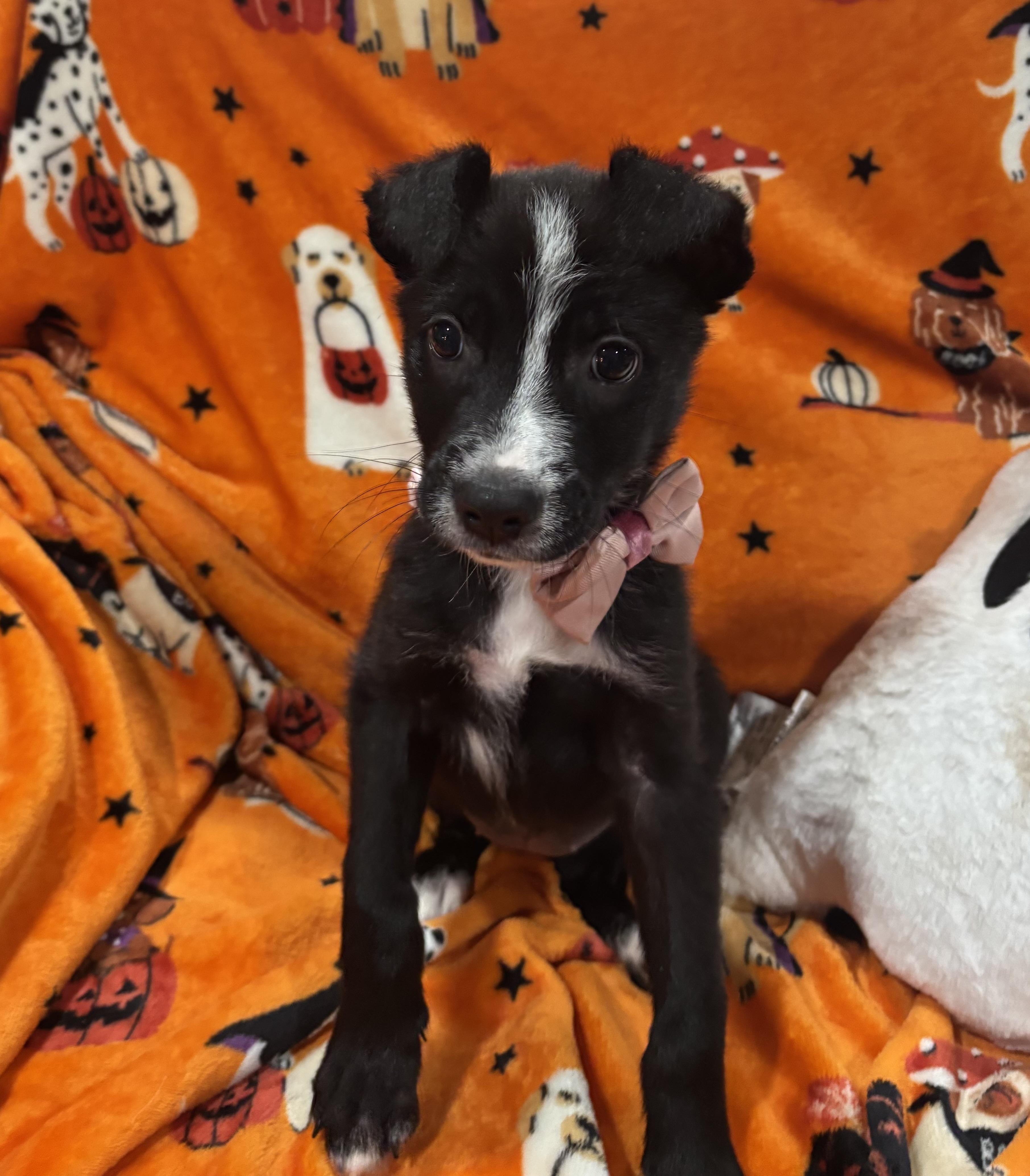 Enlarge Flower, a Adopted mixed breed in Foster, OR image 6/6