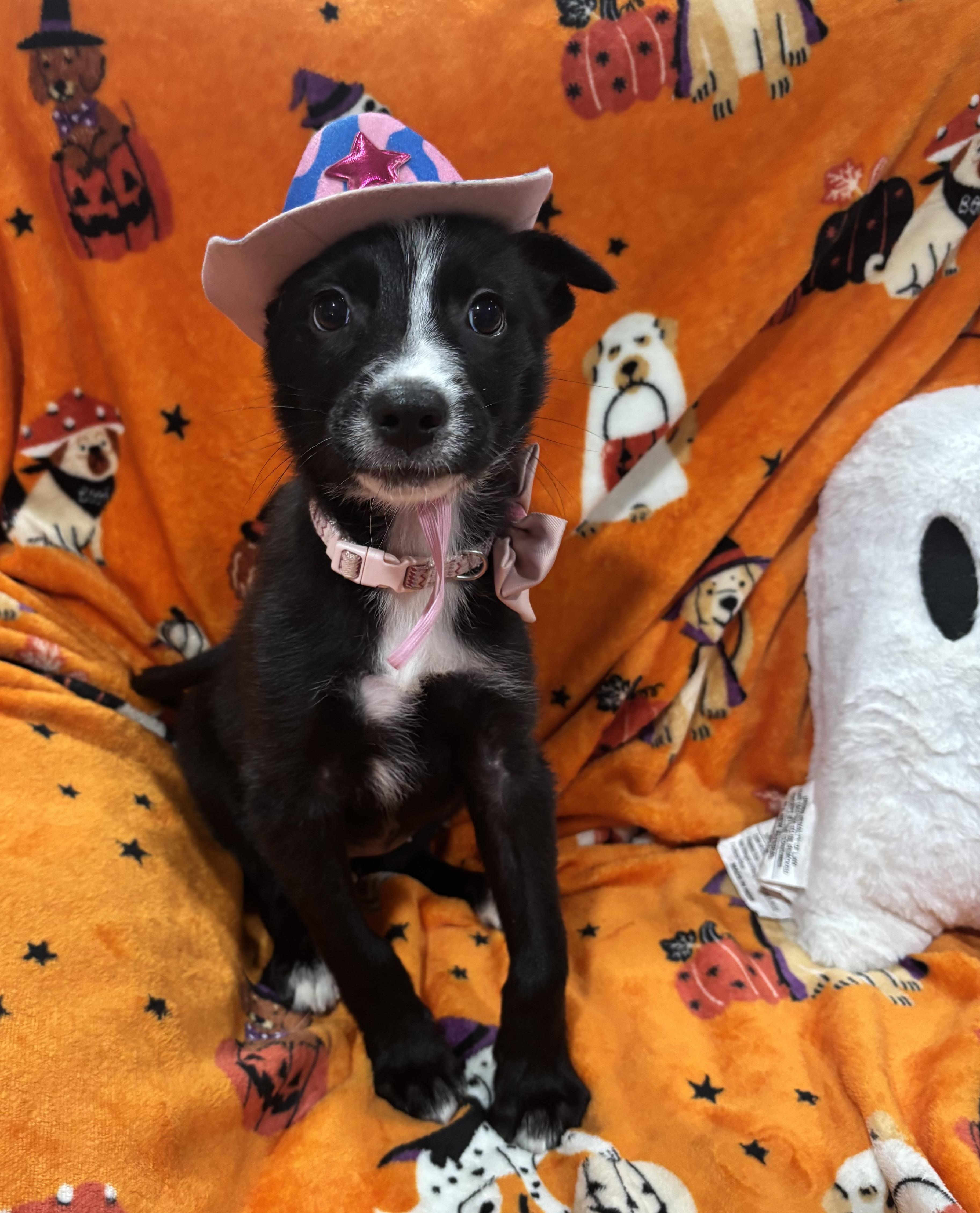 Enlarge Flower, a Adopted mixed breed in Foster, OR image 3/6